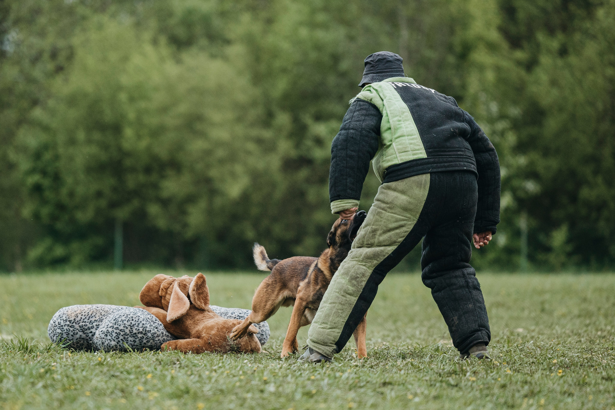 26.05.25 г. Пушкин квалификационные соревнования. Фотограф-анималист Анна Маринич