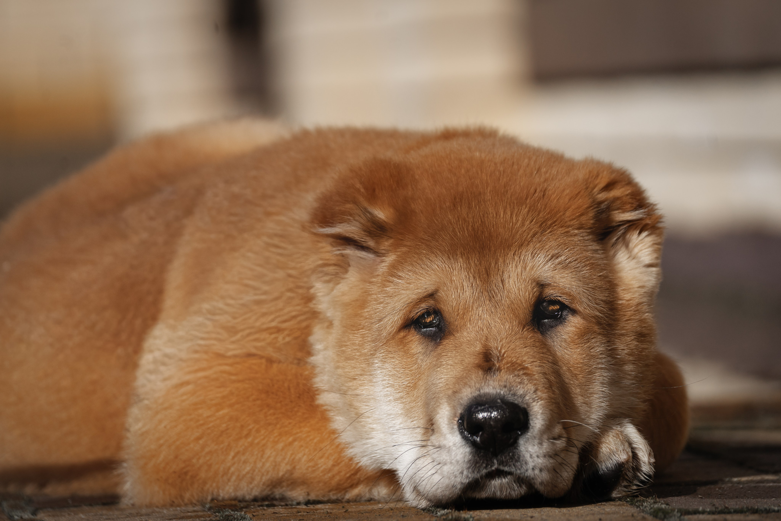 Щенки/котята. Фотограф-анималист Нижний Новгород