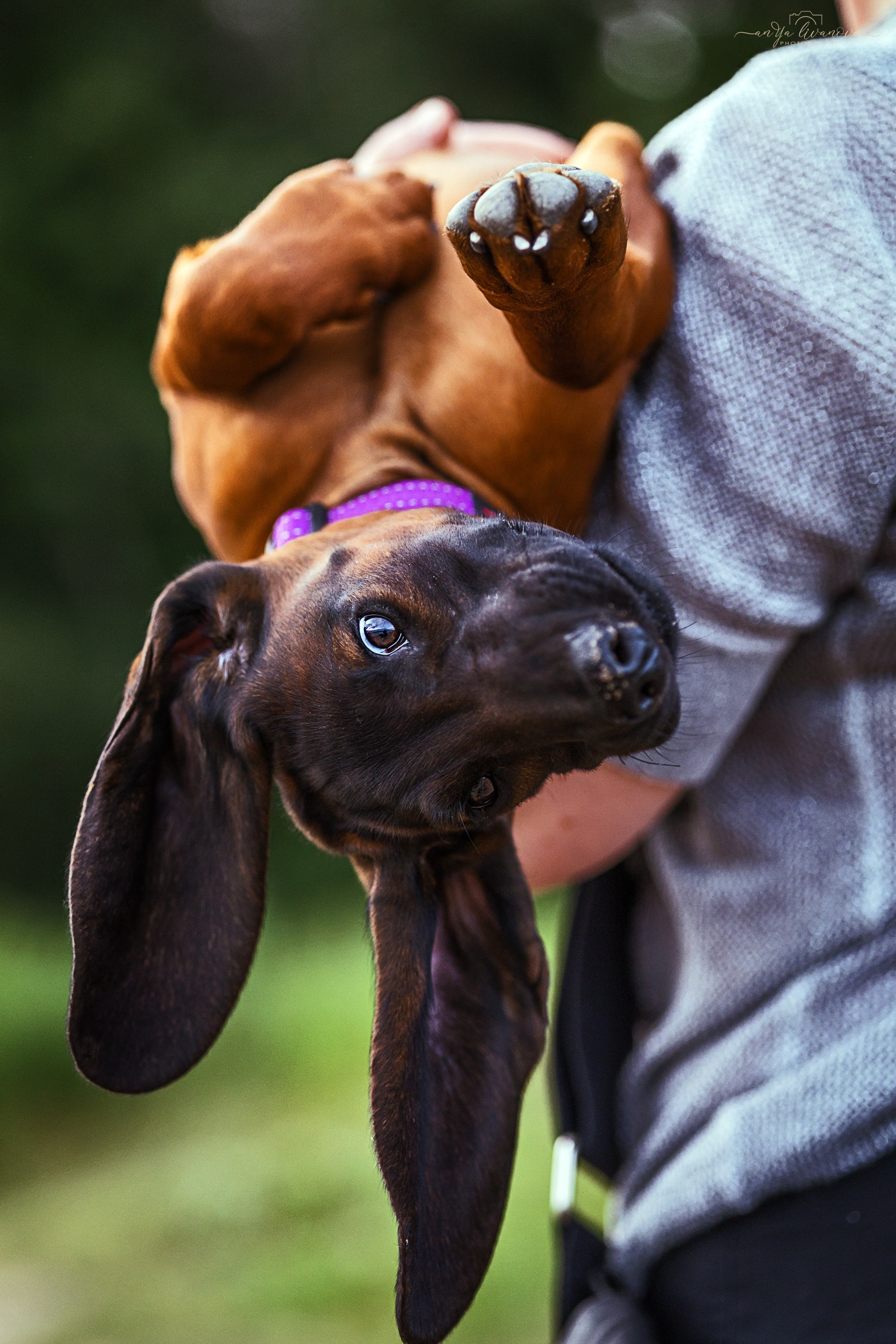 Баварчик. Фотограф анималист Аня Ливанова | Рыбинск