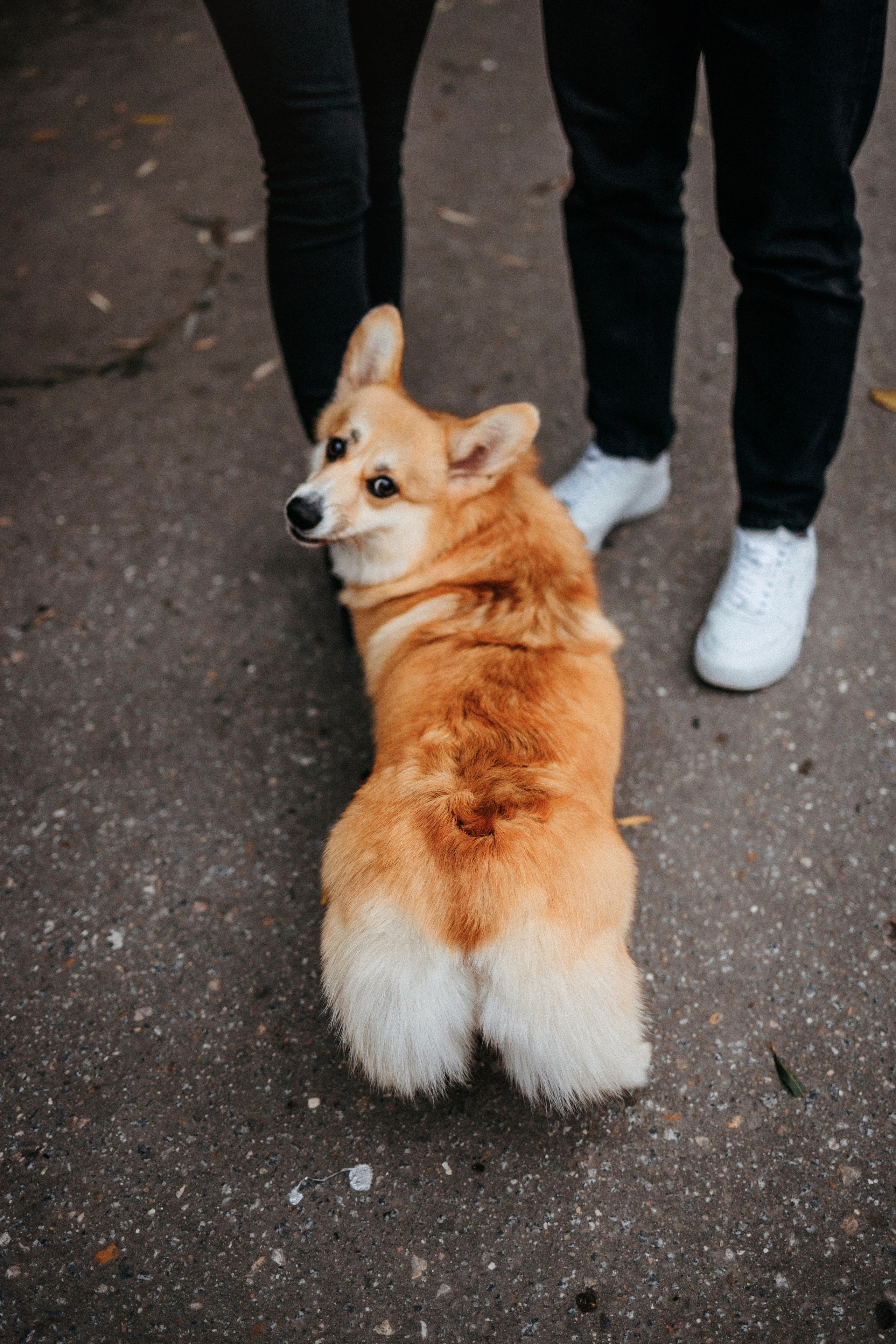 Вера, Саша и Муна. Фотограф-анималист Елена Радченко, Москва