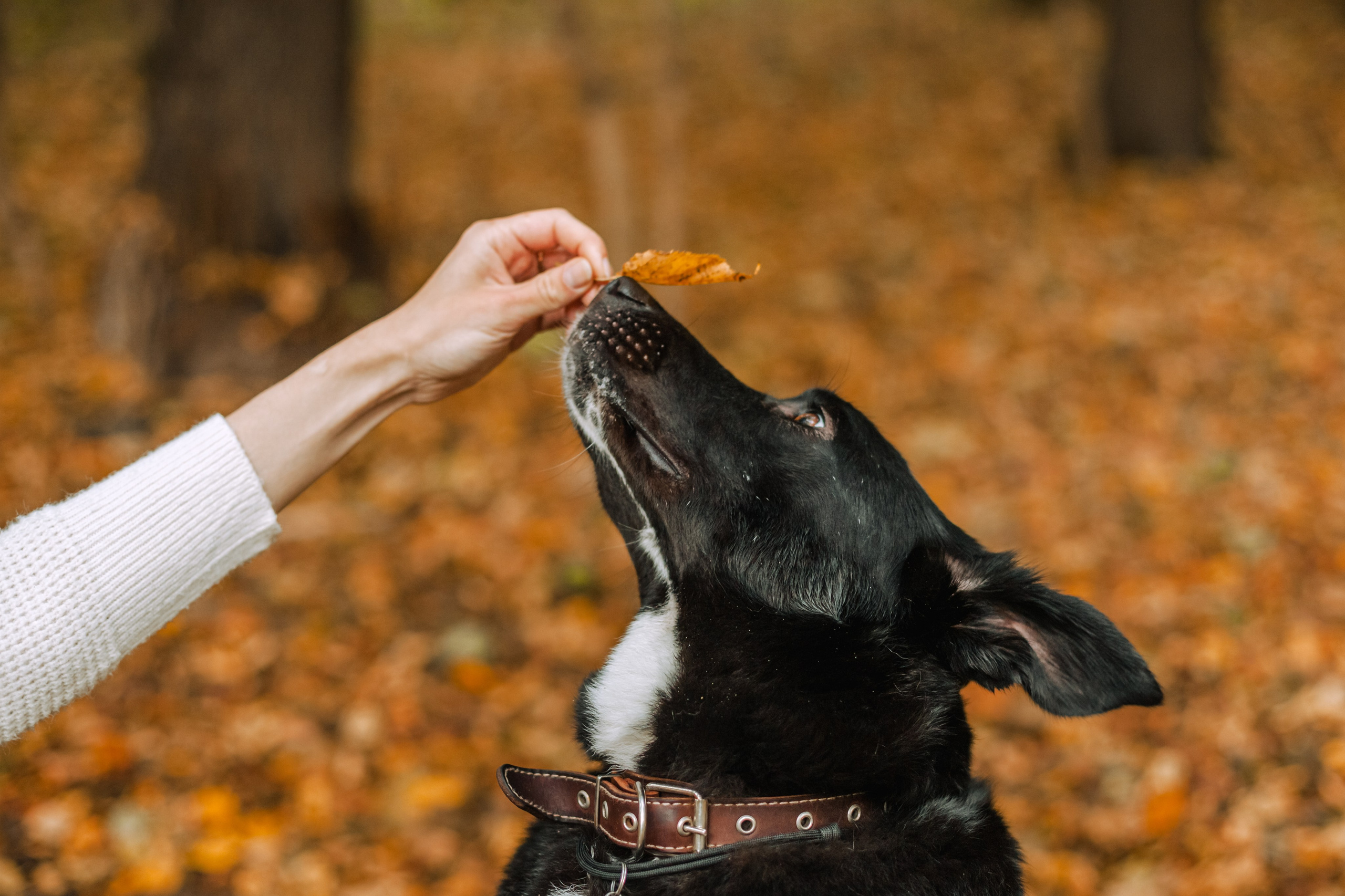 Юля и Фортуна. Фотограф-анималист Татьяна Степанова