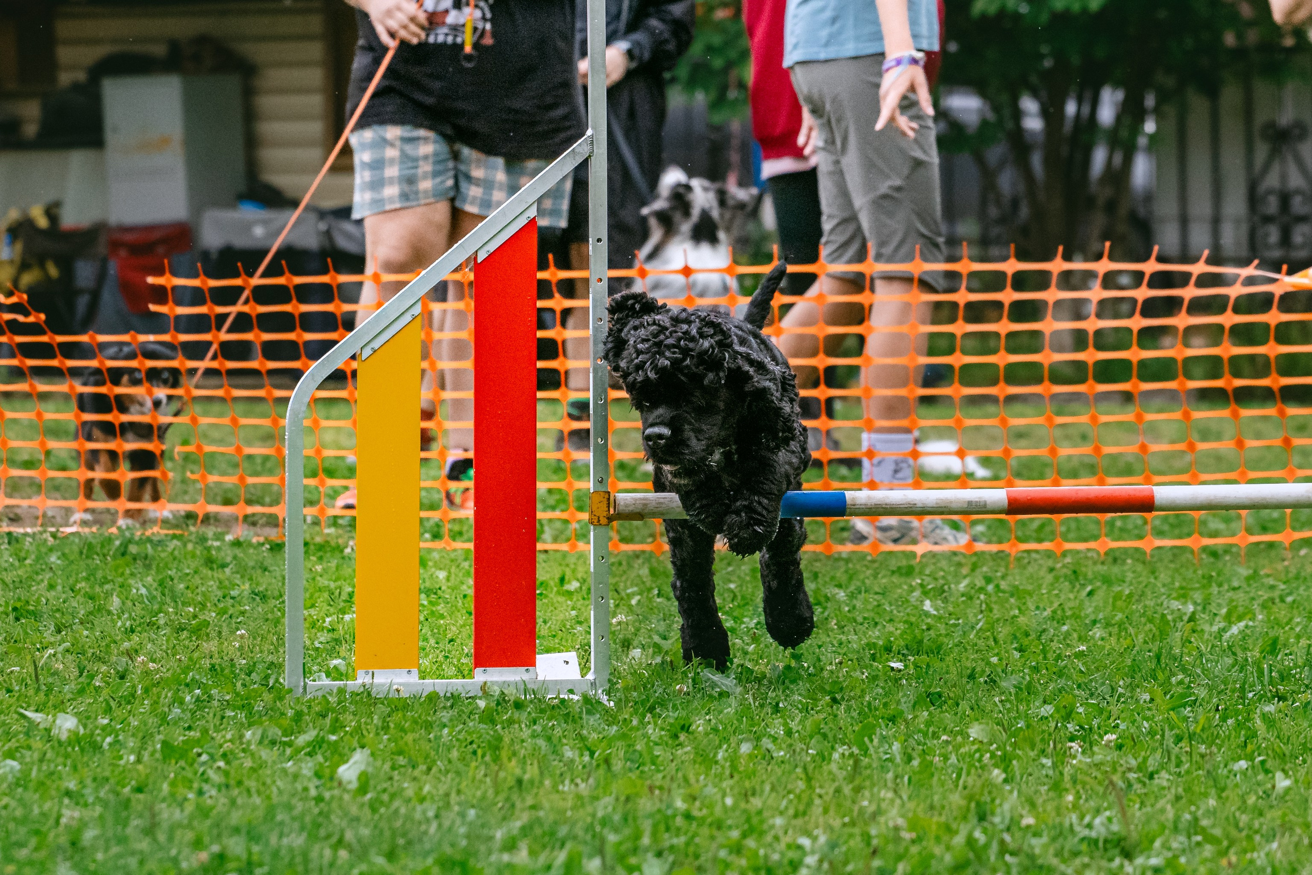 Соревнования по аджилити Долгопрудный 30.06.2025. Фотограф-анималист Татьяна Степанова