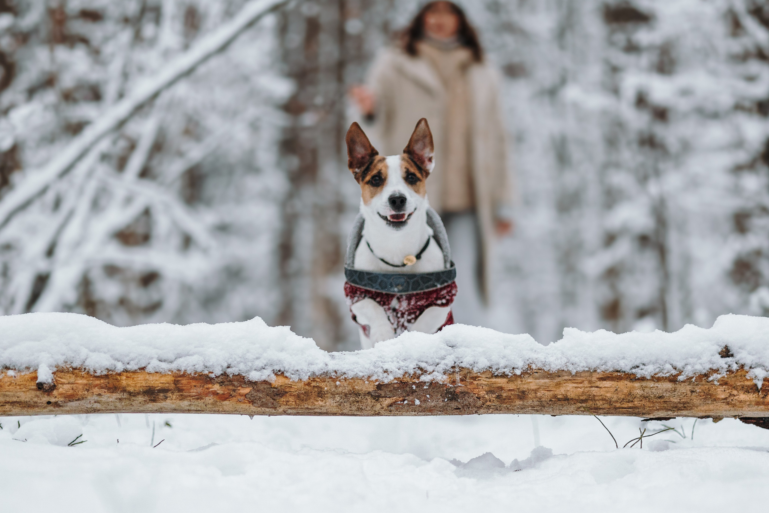 Мики и его семья. Фотограф — Анималист | Санкт-Петербург