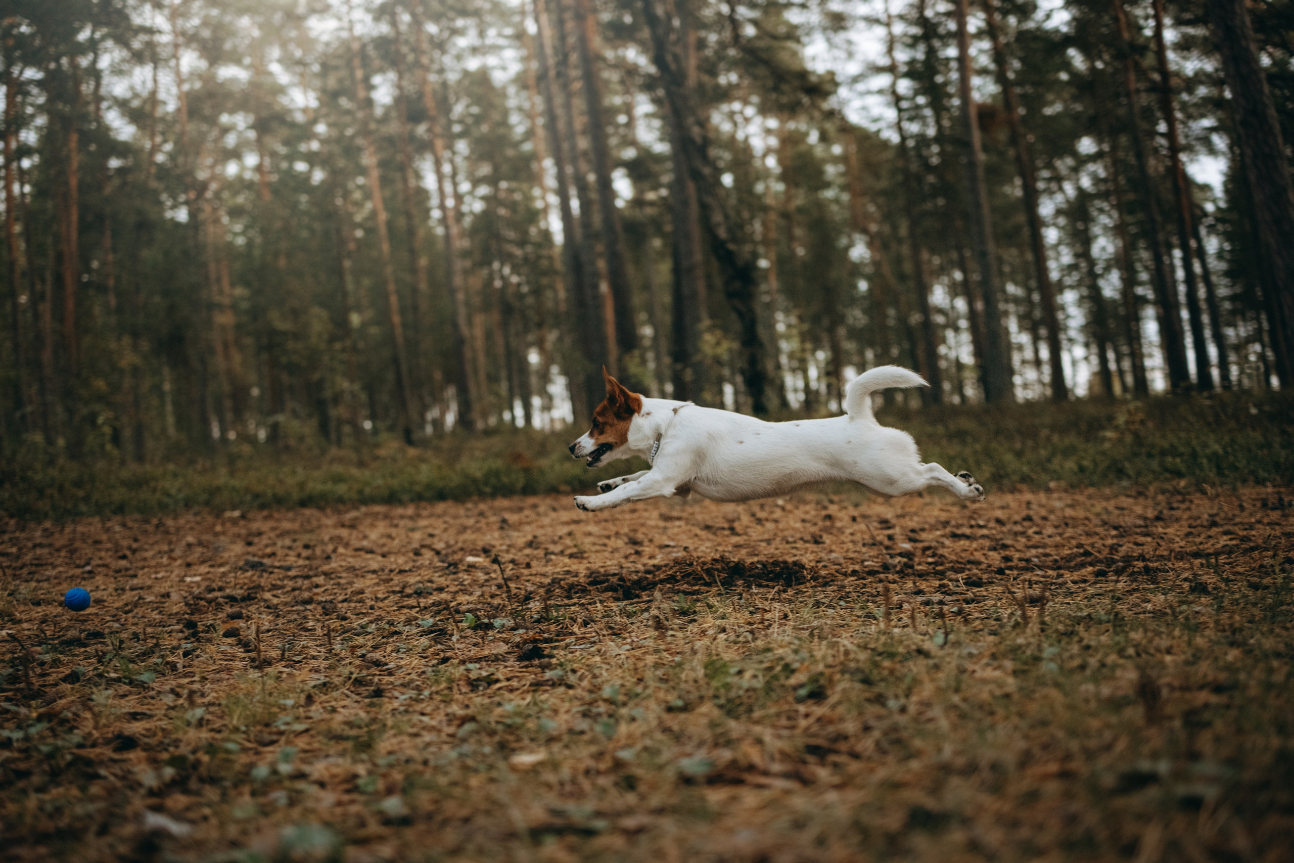 Лея и ее семья. Фотограф — Анималист | Санкт-Петербург