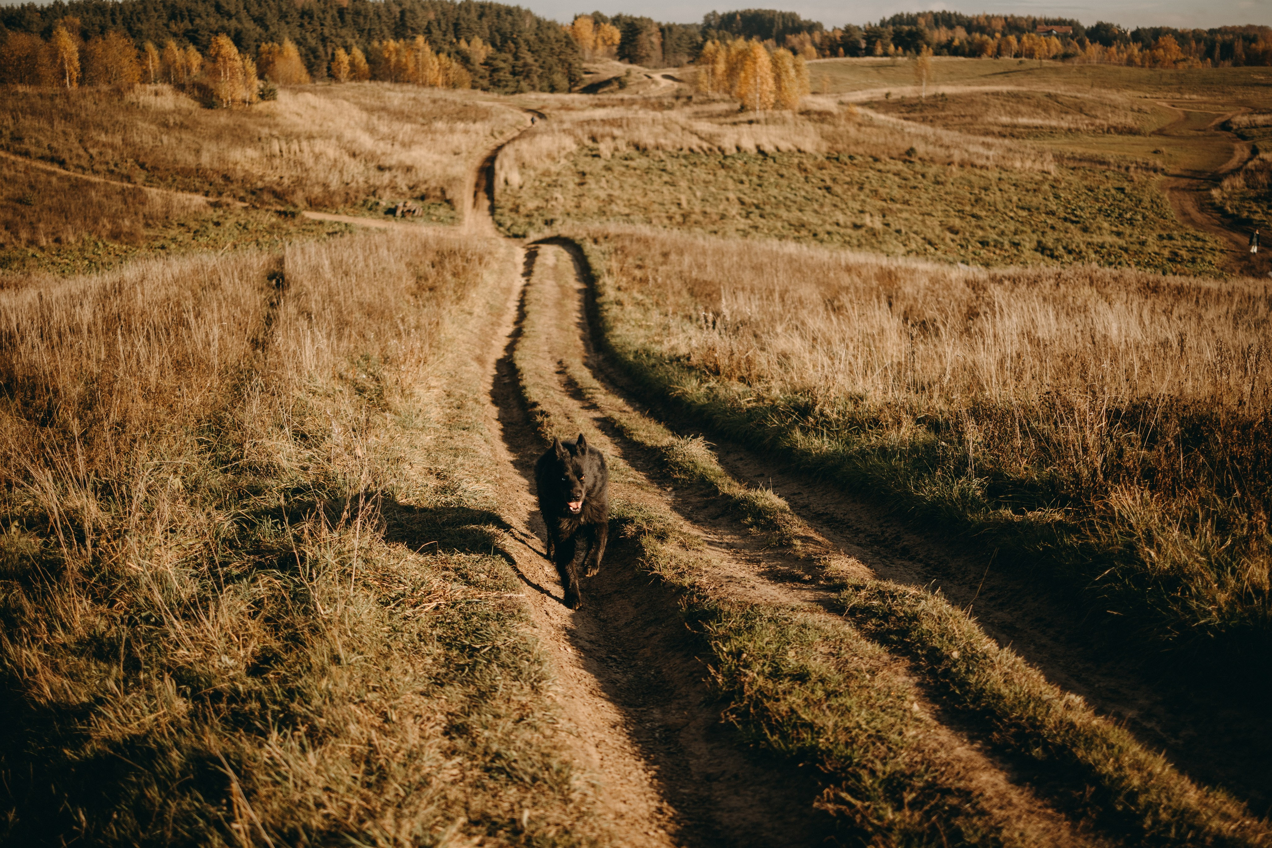Лора и Джанго. Фотограф — Анималист | Санкт-Петербург