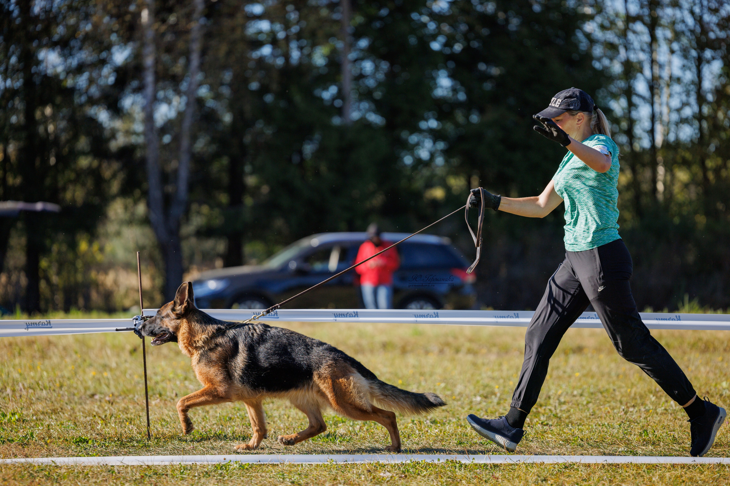 Тверь немецкие овчарки 22.09.2024. Фотограф-анималист Юлия Германика