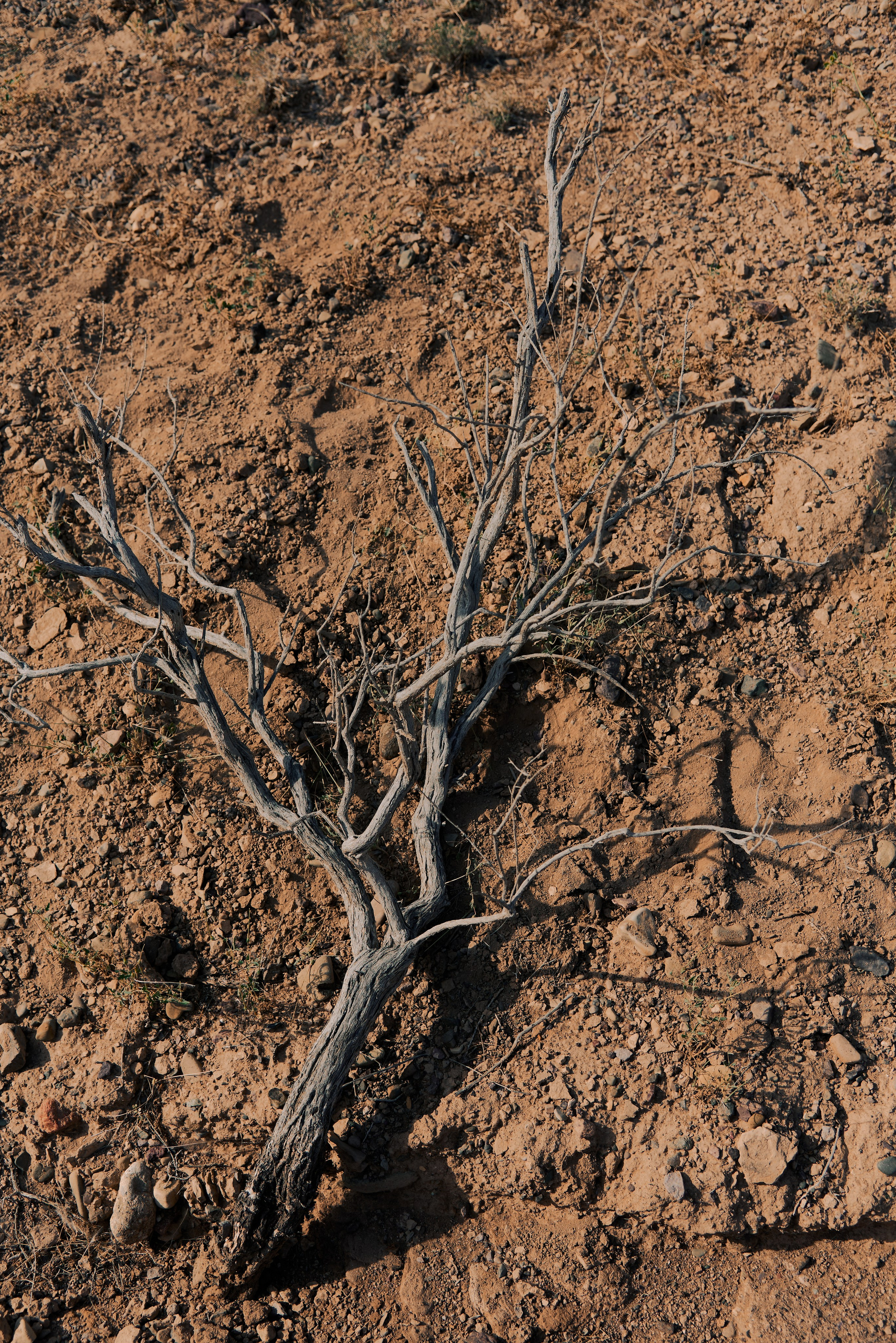 Anima. Фотограф Алматы Ольга Photodooshy