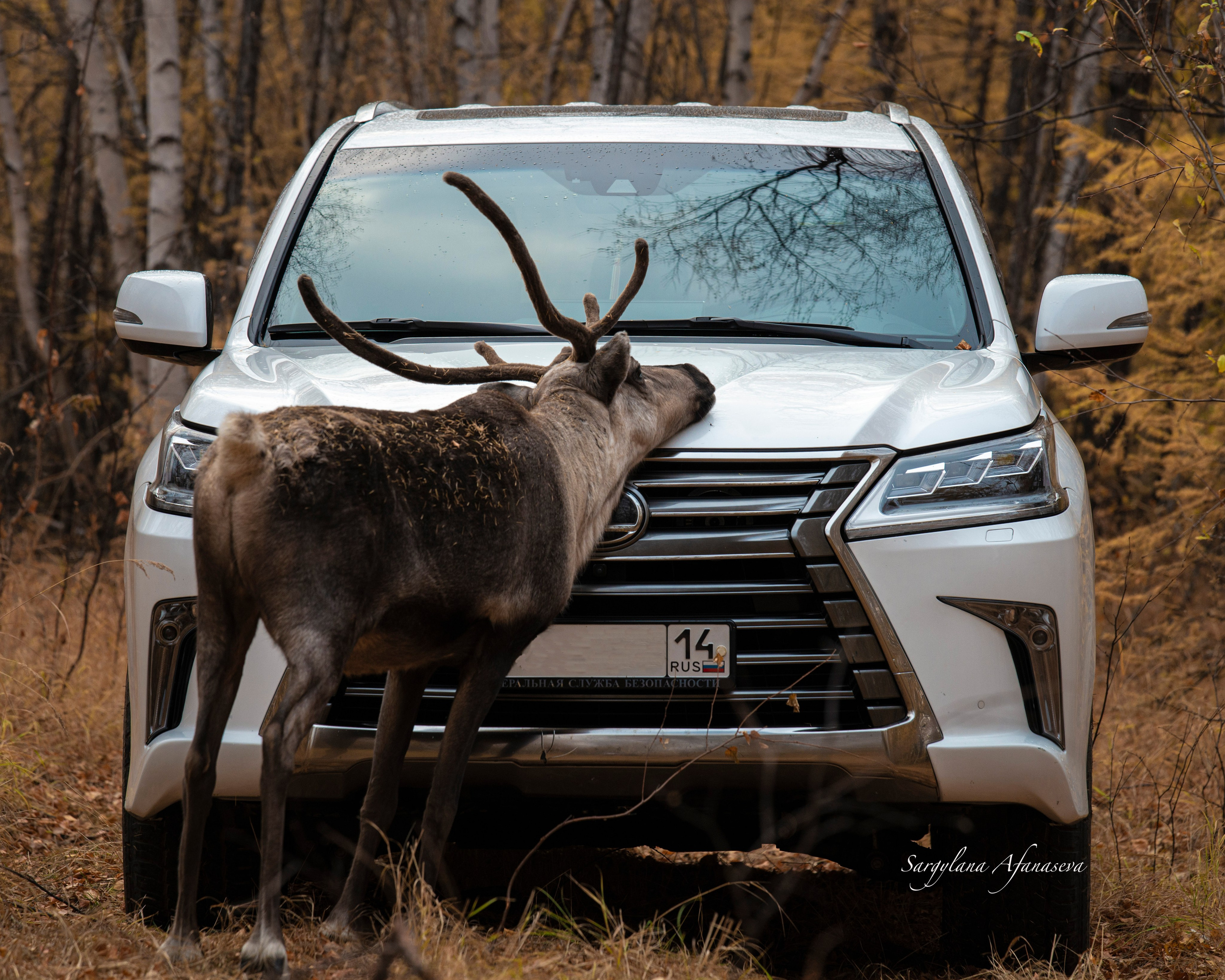 ПЕЙЗАЖ И ЛЮДИ. Саргылана Афанасьева