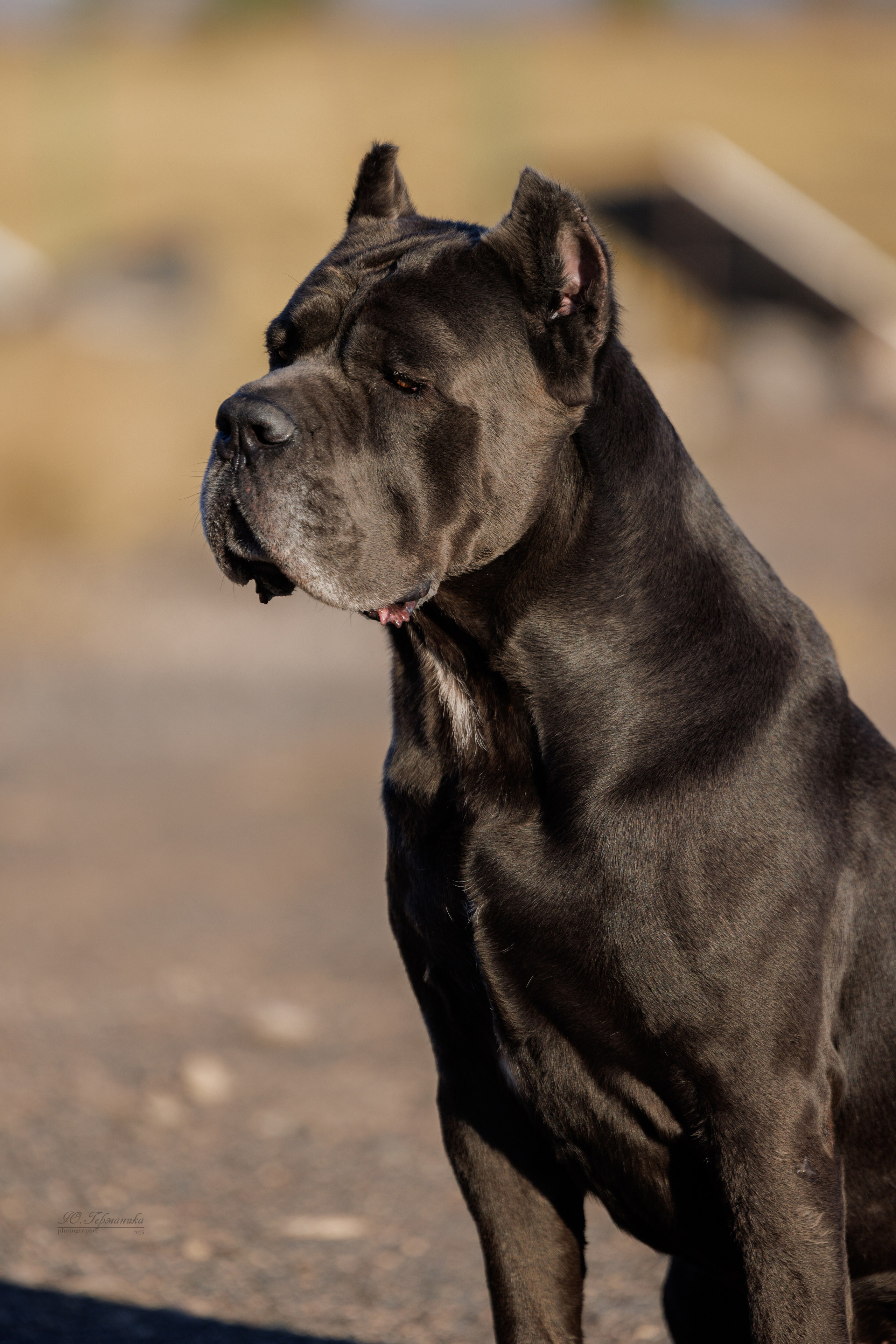 Ереван 14-16.10.2025. Фотограф-анималист Юлия Германика
