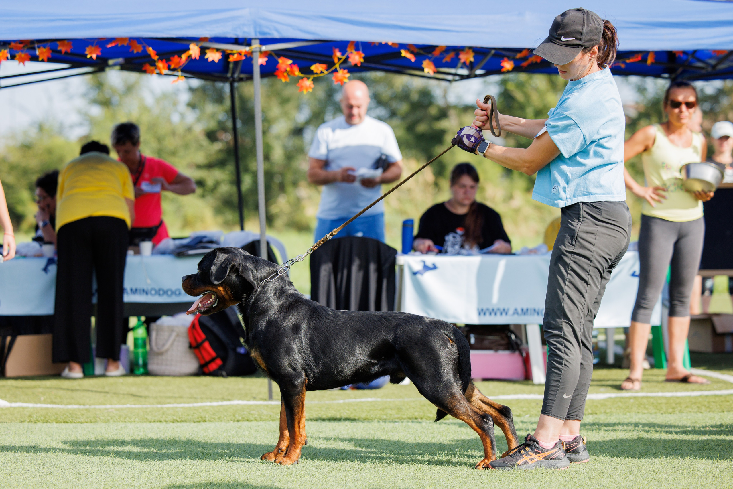 Анапа ротвейлеры 14-15.09.2024. Фотограф-анималист Юлия Германика