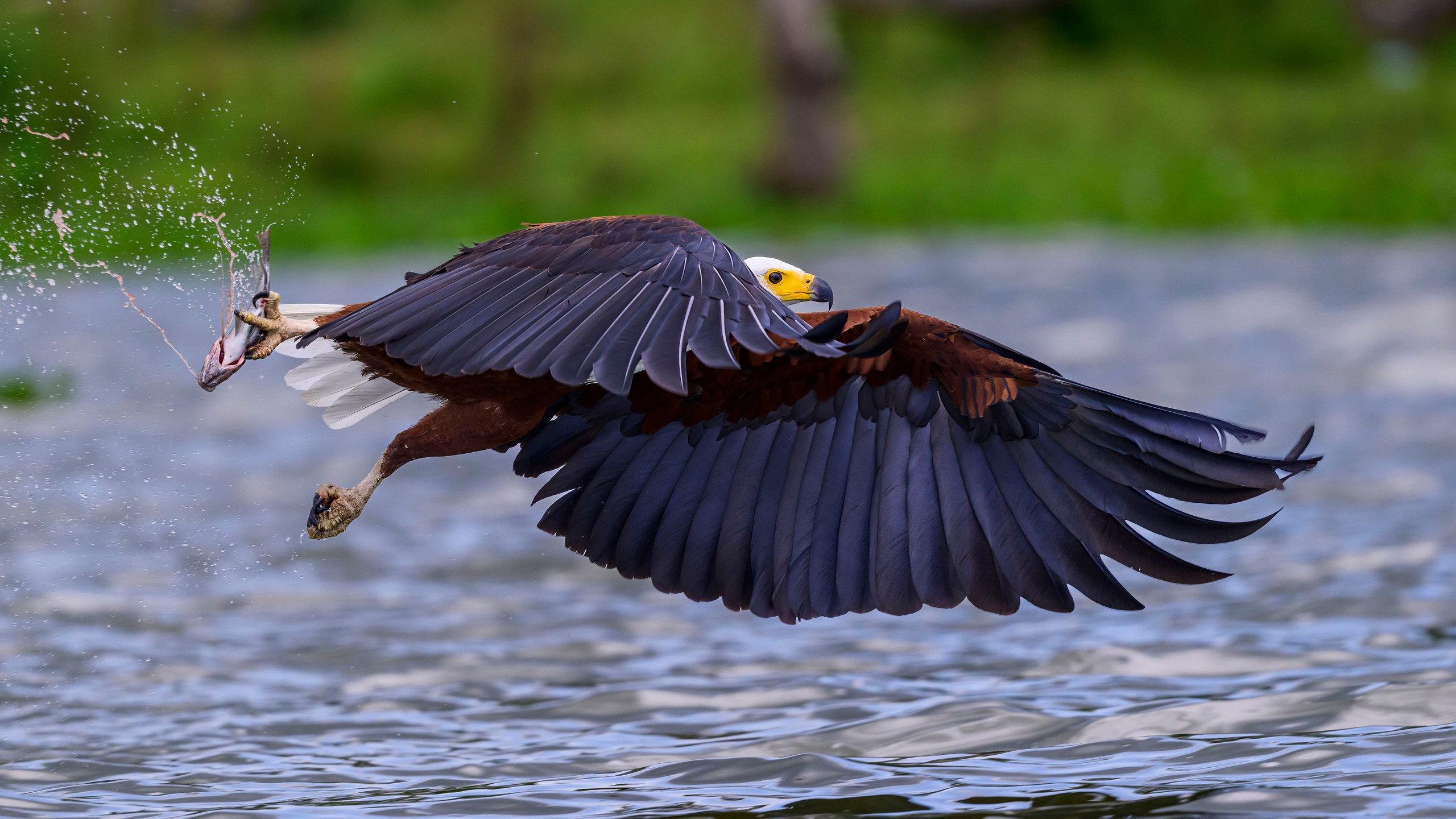 Кения. Wildlife photography by Sergey Puponin