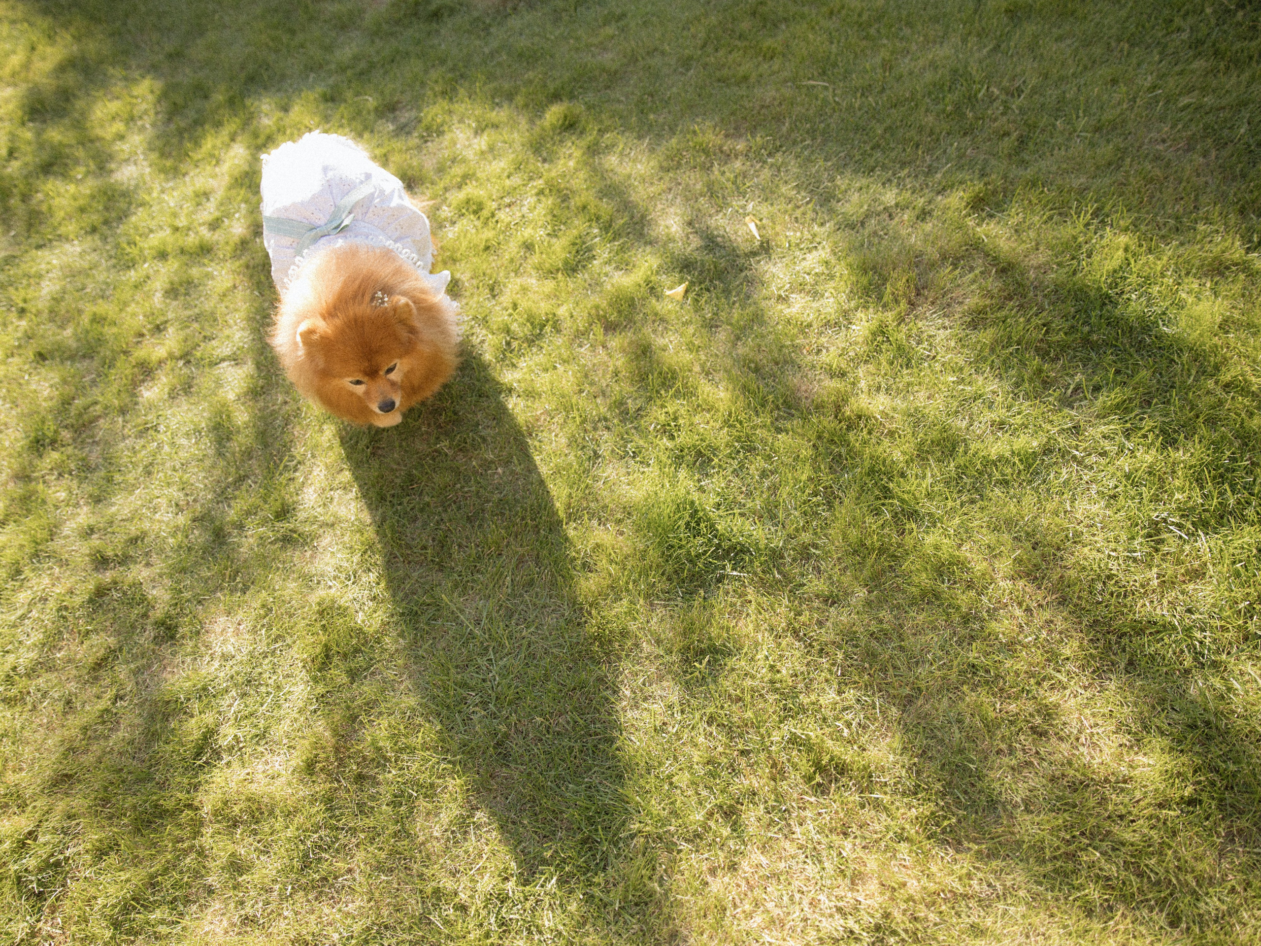 Анонс Wedding day Андрей и Анастасия. Свадебный фотограф Колесников Антон