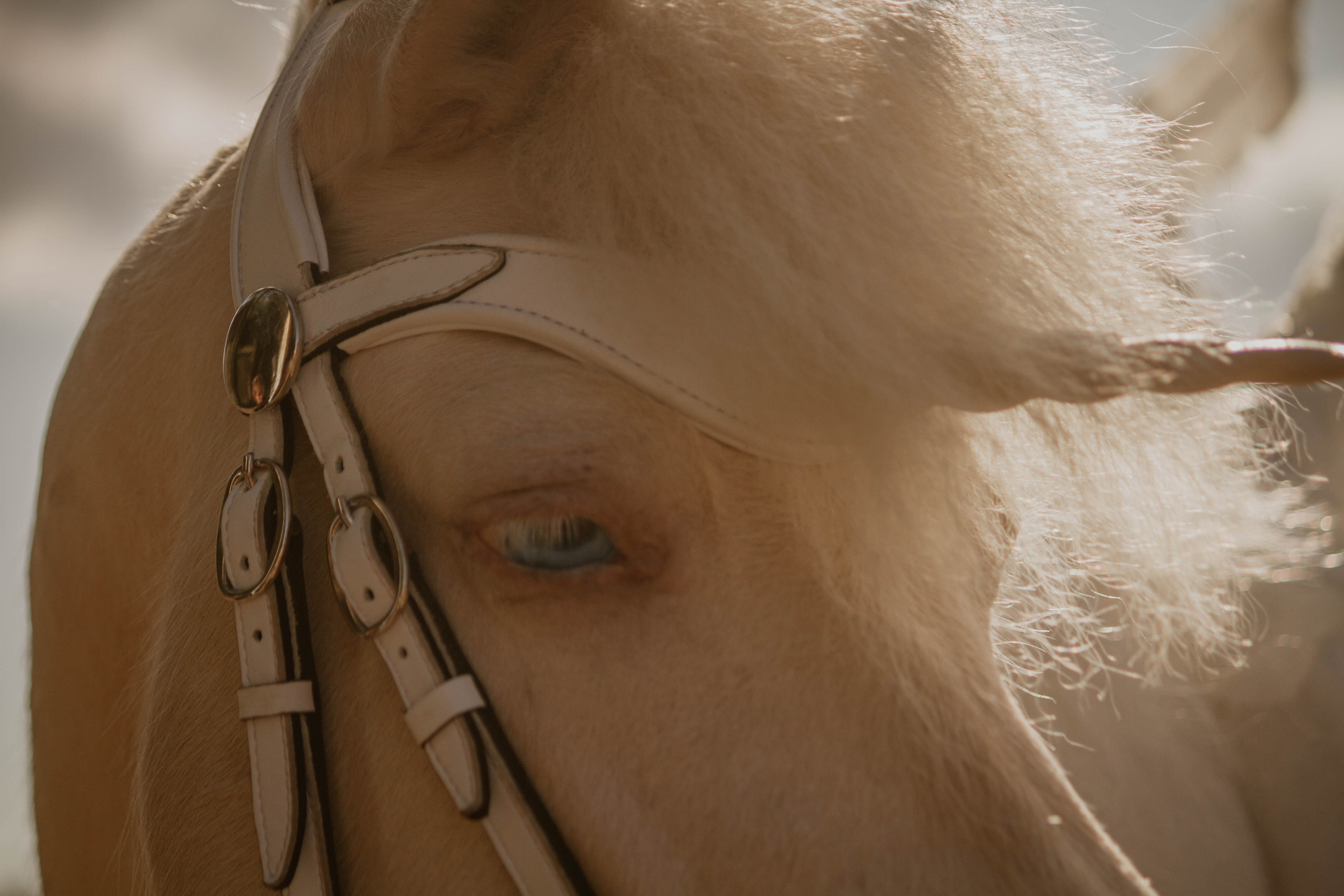 ИППОСФЕРА — Международная конная выставка. Создадим шедевр? Виталина и её фотоискусство