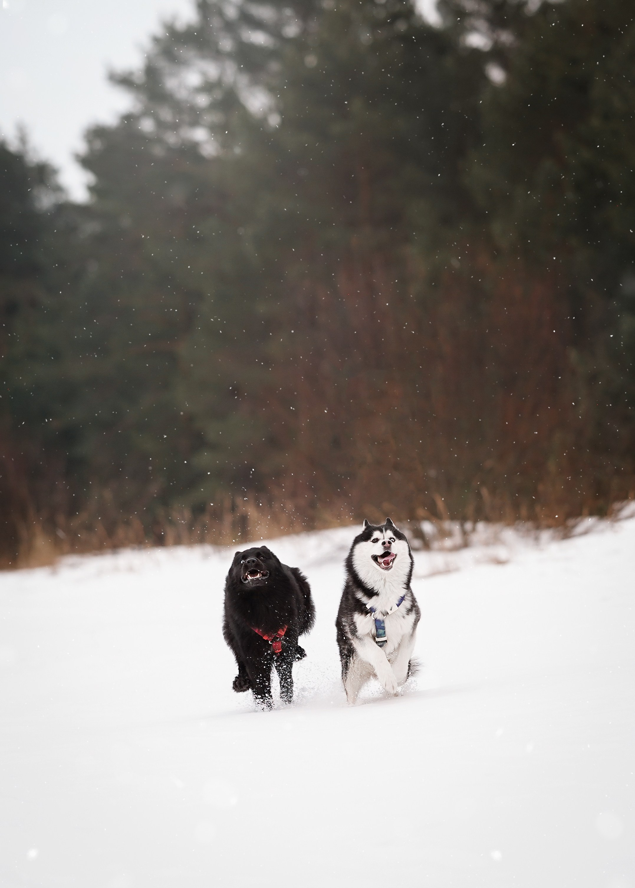 Лора Джанго и Хэппи. Фотограф-анималист в Санкт-Петербурге Яна Мартынова