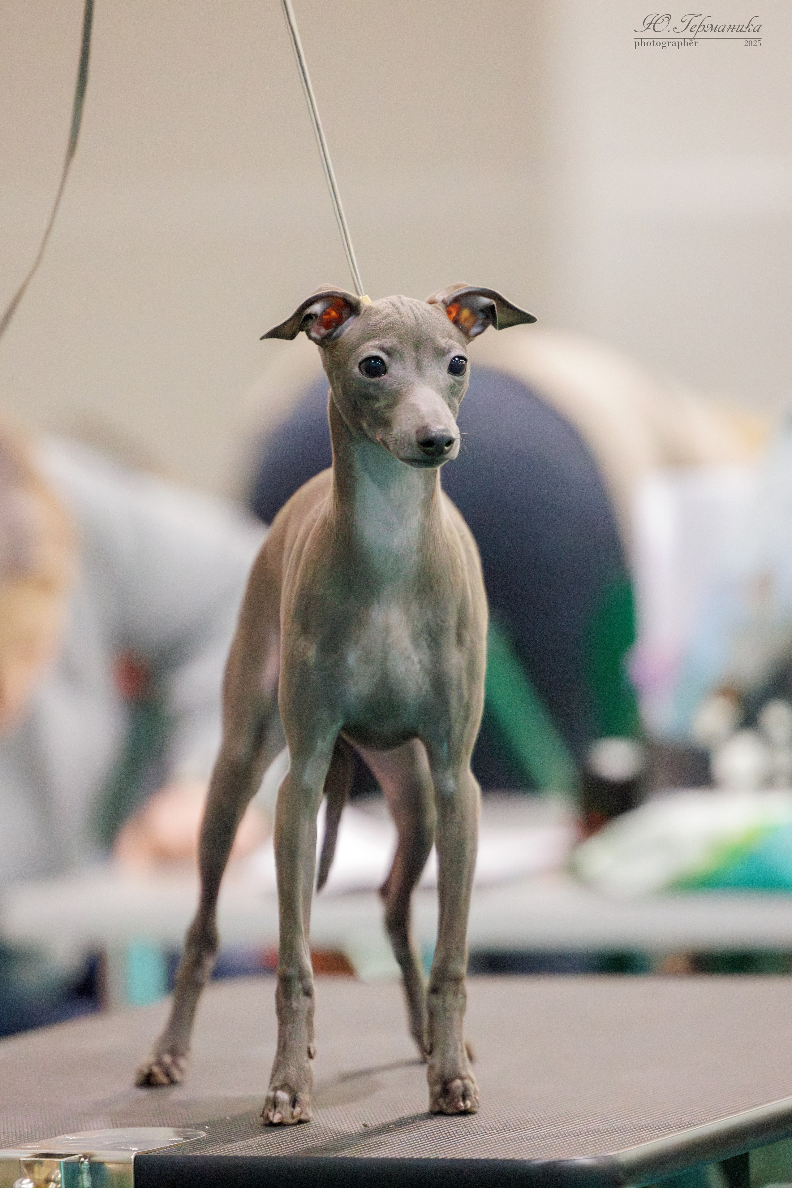 Гран-При 8.02.2025 и Крокус 09.02.2025. Фотограф-анималист Юлия Германика