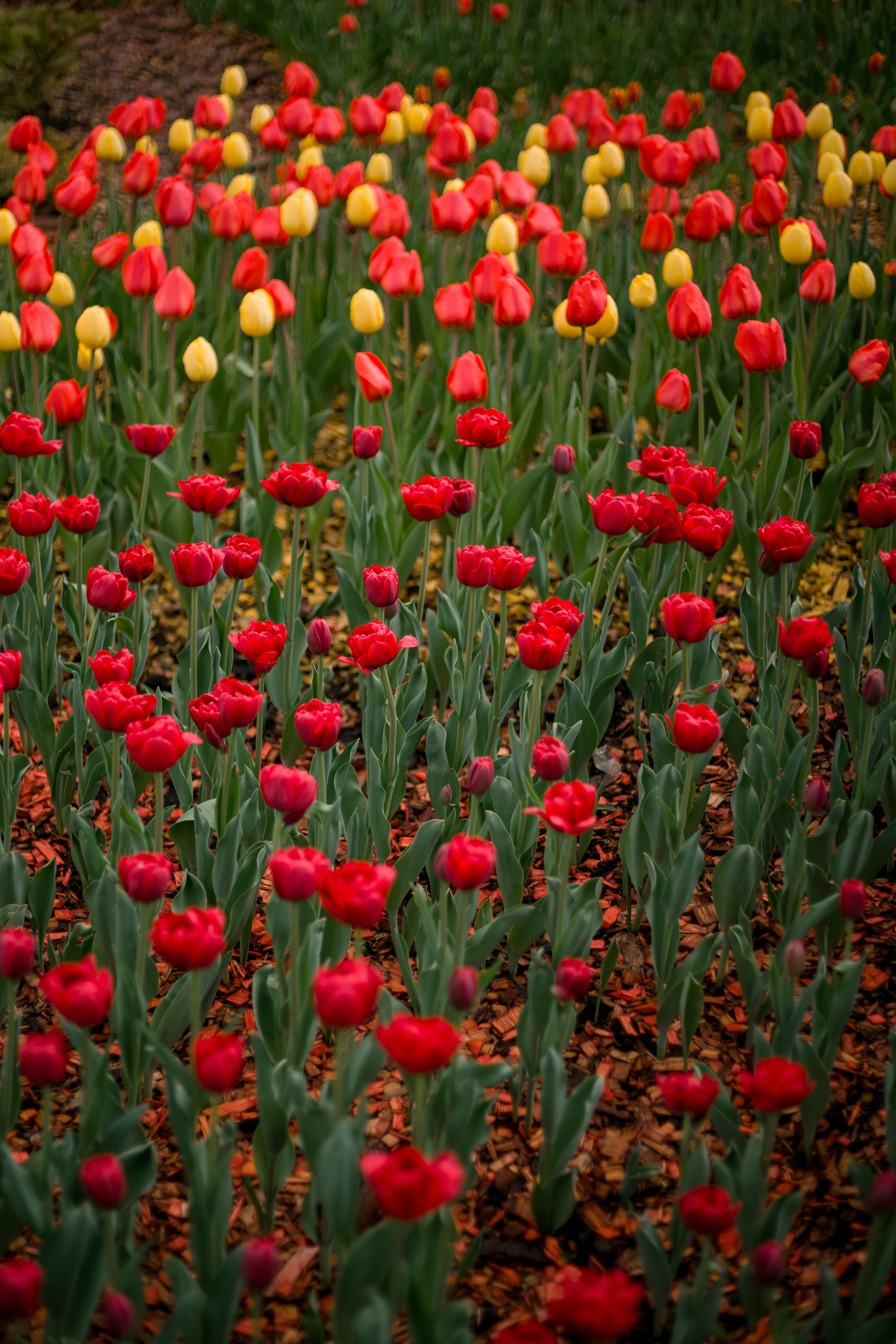 Фестиваль Победы 2025. Контент-фотограф в Нижнем Новгороде Антошина Ольга