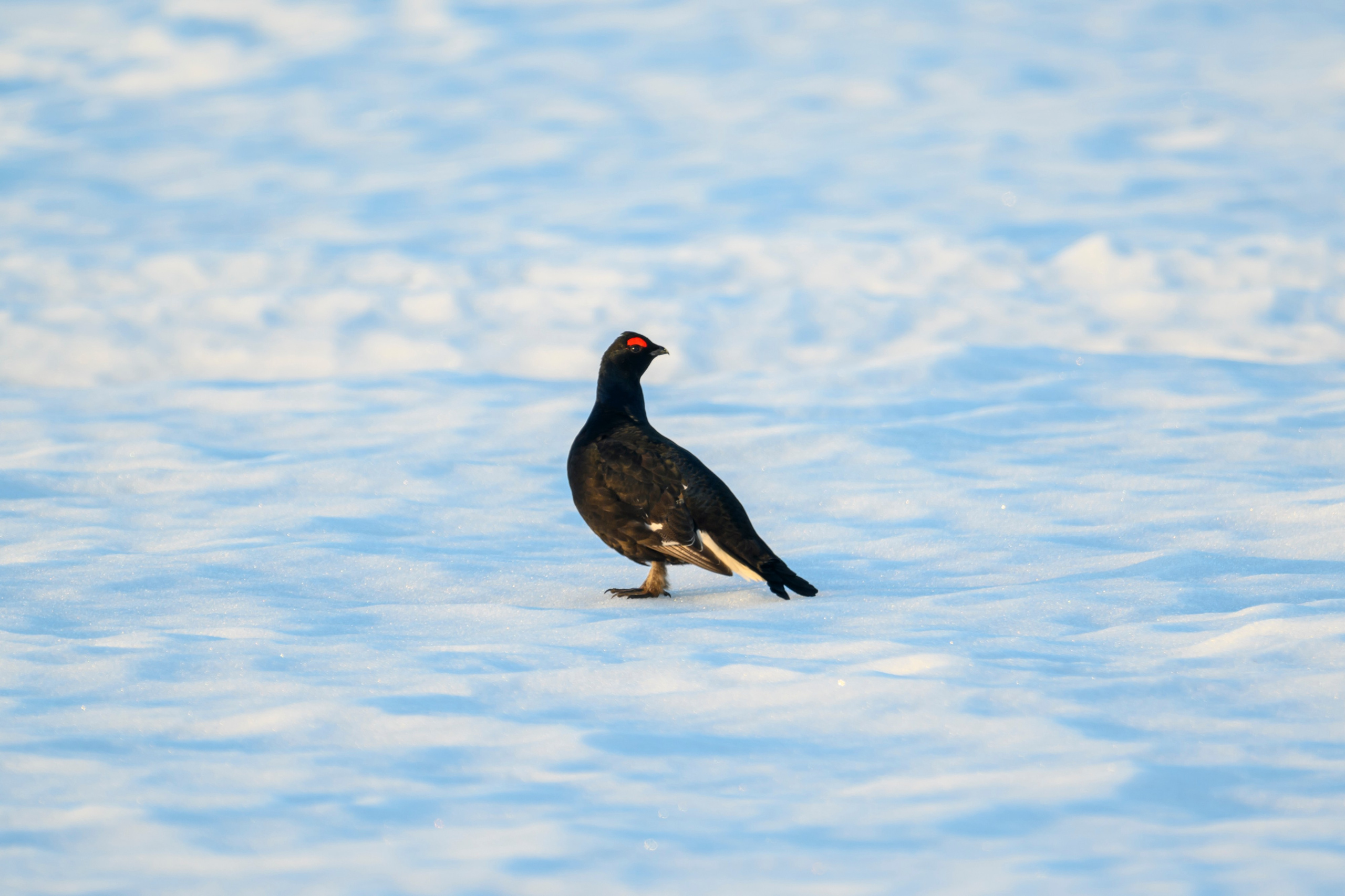 Олени и тетерева. Фотограф Сергей Пупонин