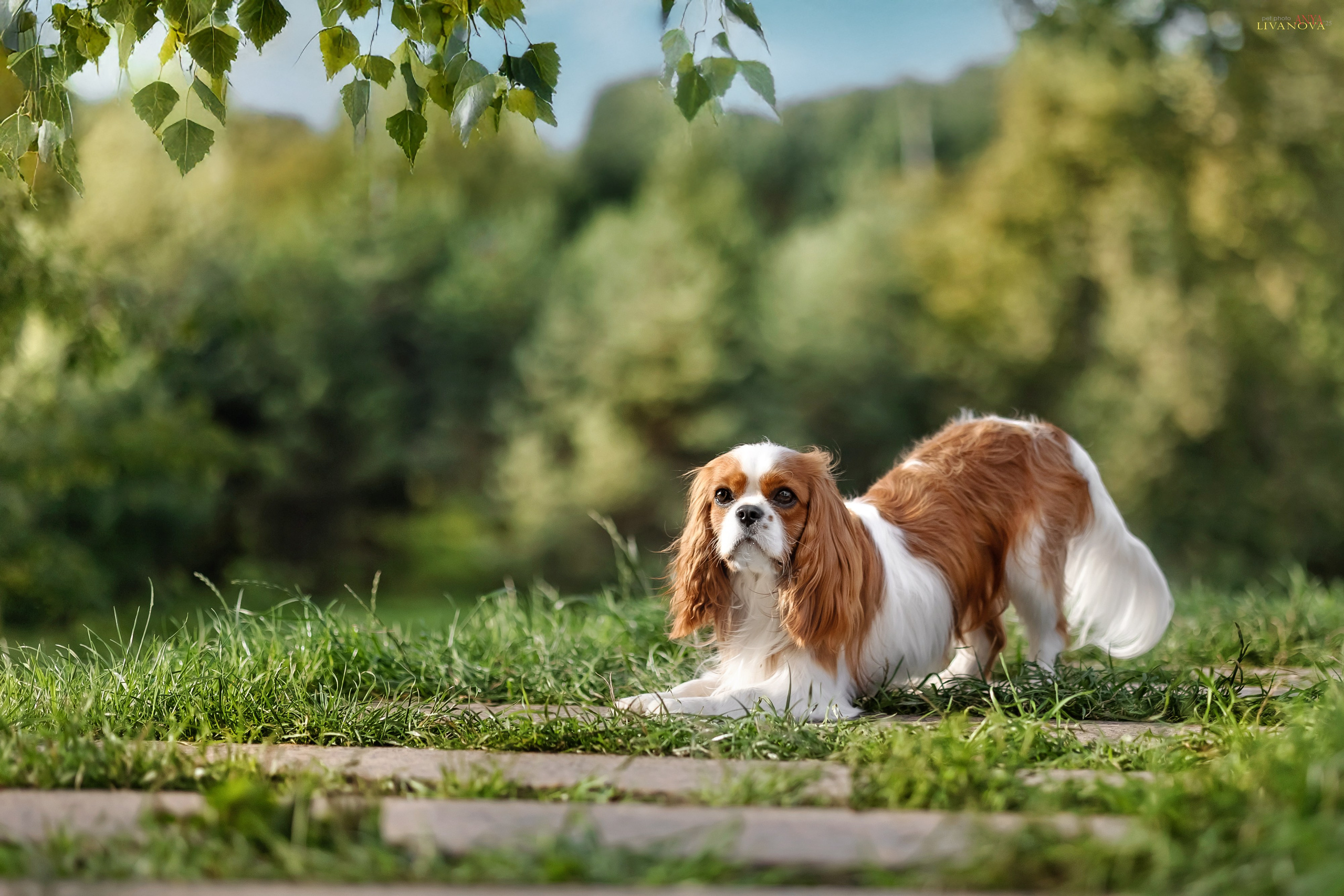 Маруся и Энди. Фотограф анималист Аня Ливанова | Рыбинск