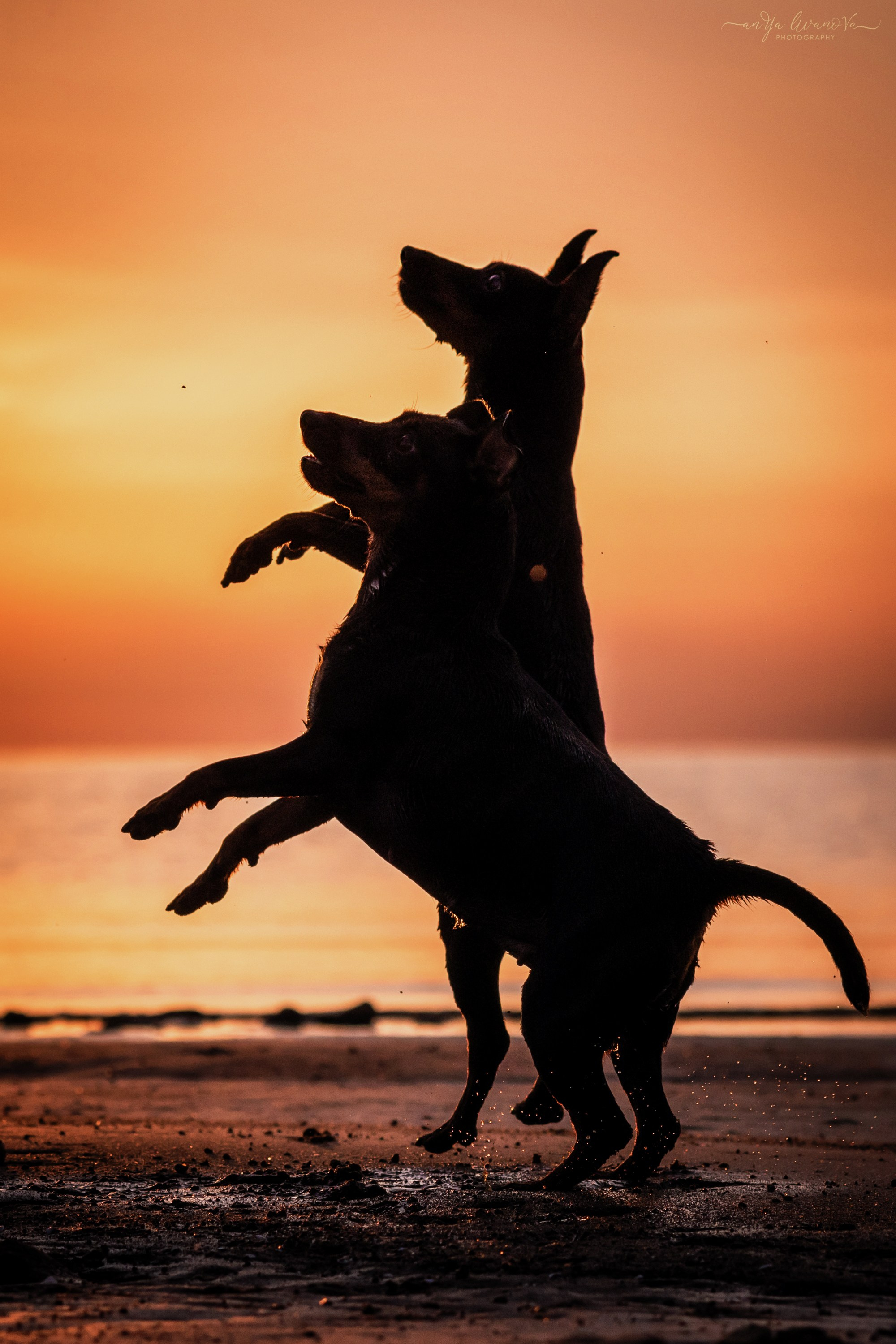 Ляля — Маня — Плюша закат. Фотограф анималист Аня Ливанова | Рыбинск