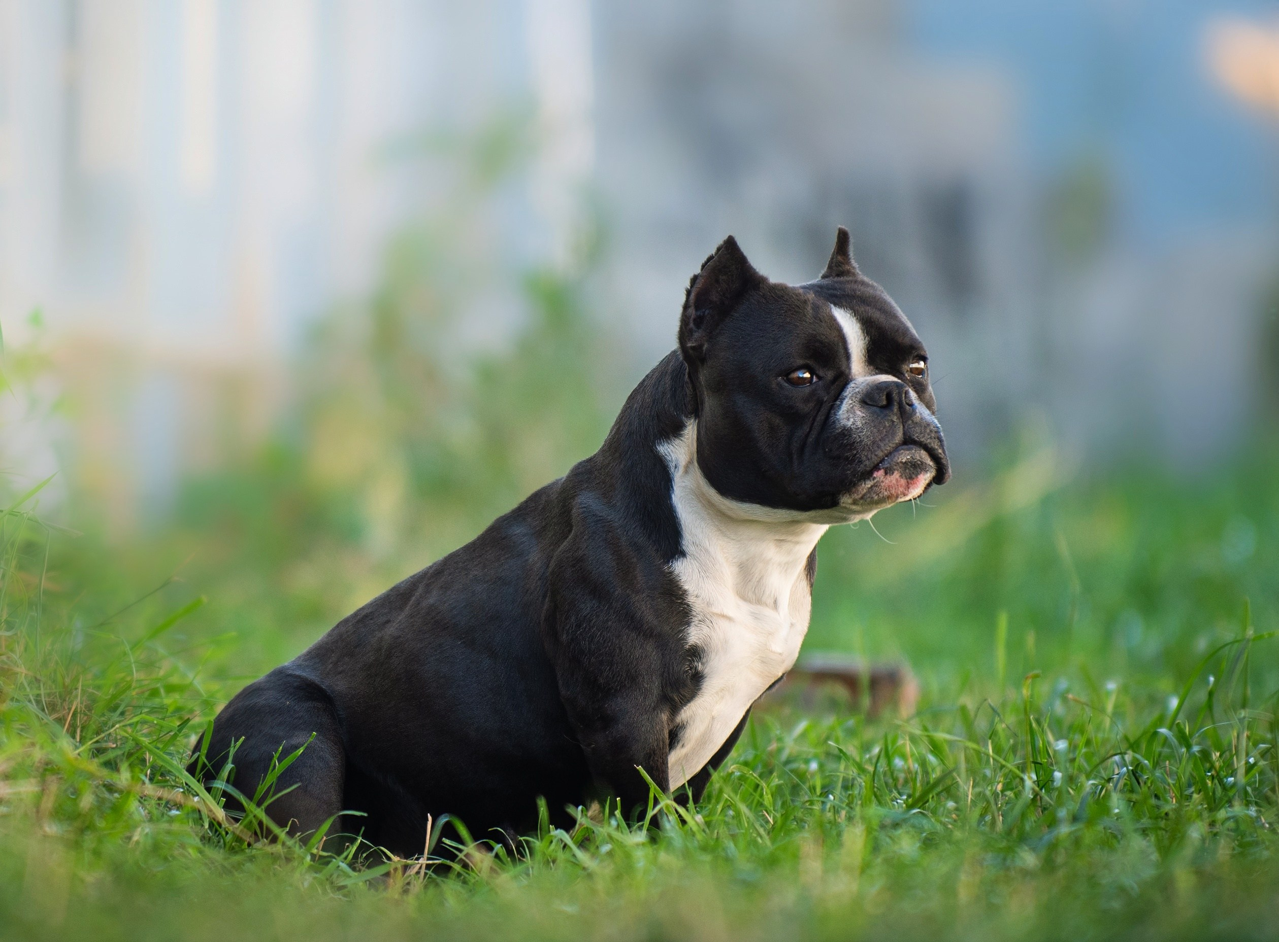 Американский булли щенки. Главная