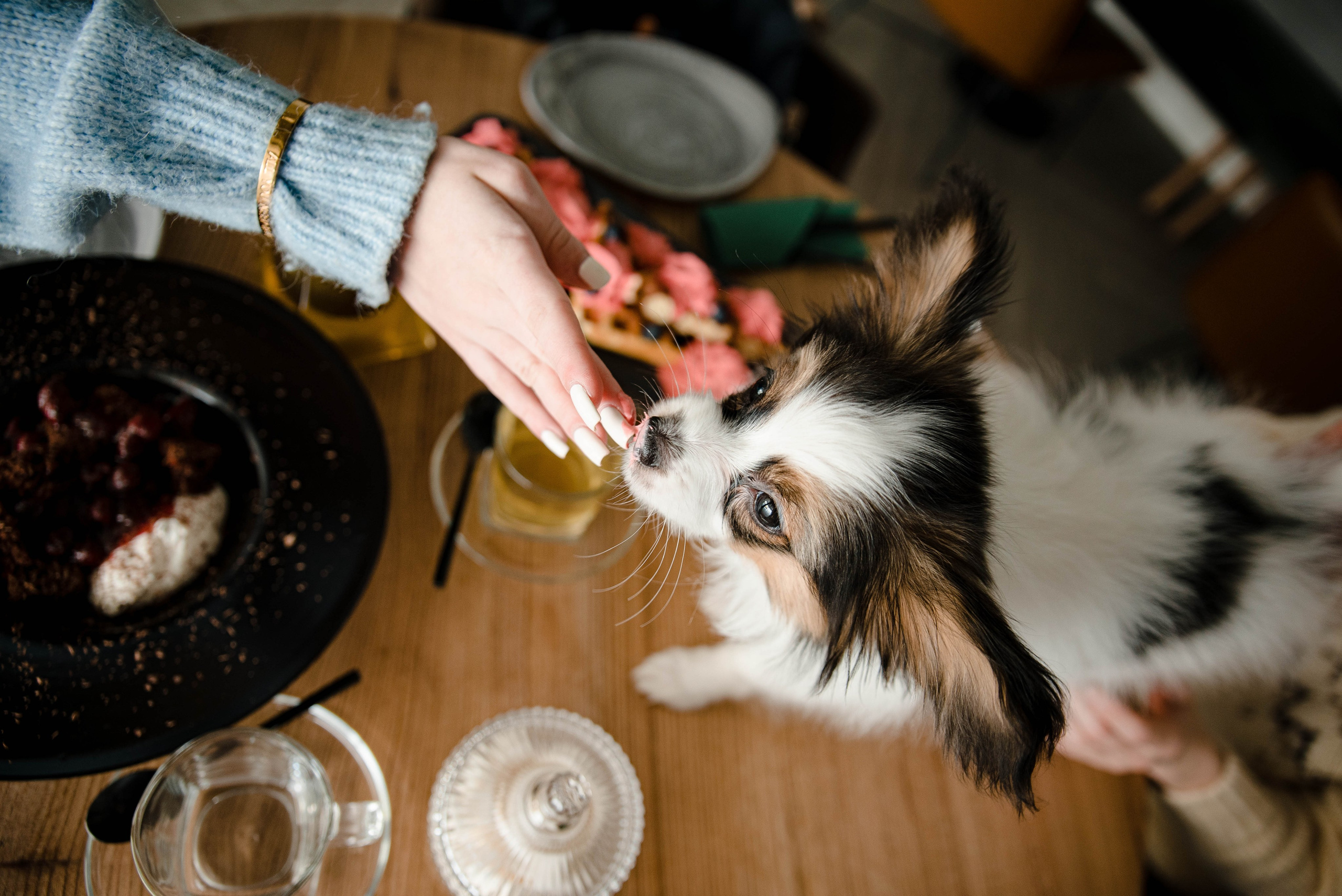 Настя, Света и Папийон Луней. Главная