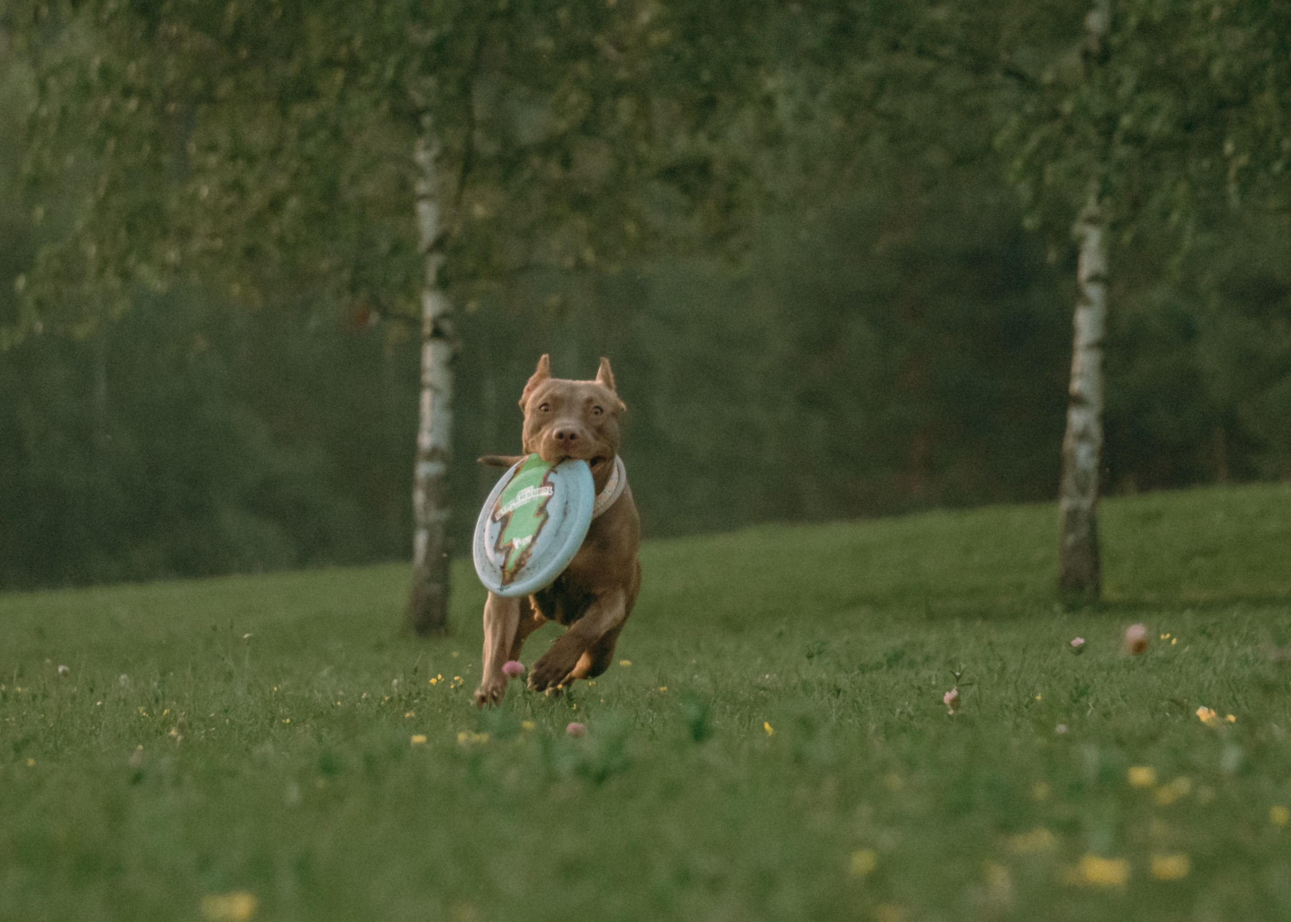 Виолетта, Лила и Питер. Фотограф-анималист Ксения Воробьева, Москва
