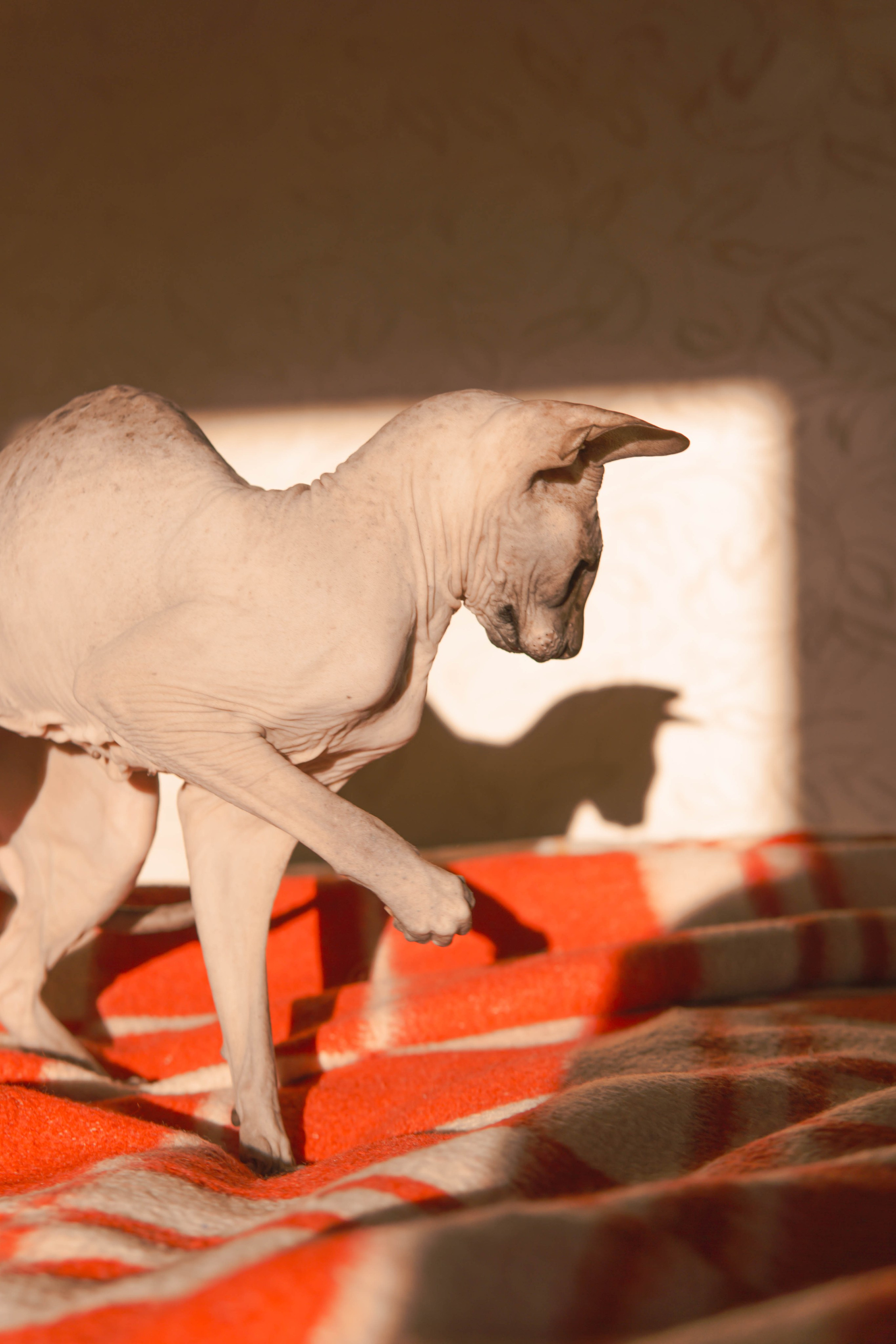 Бандит. Фотограф-анималист Ксения Воробьева, Москва