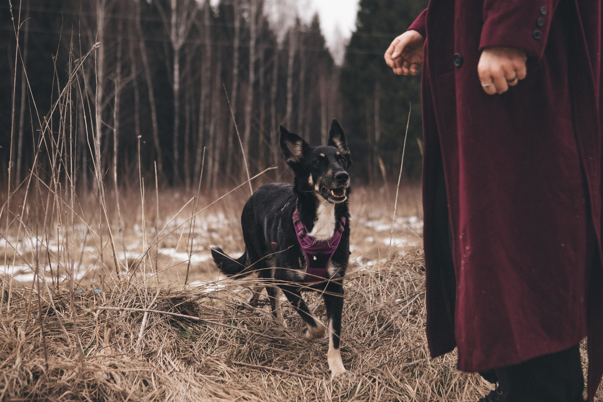 A cinematic tale of true love and unbreakable friendship between a man and a dog. Portrait, family and pet photographer in Cyprus, Ksenia Bourdelle