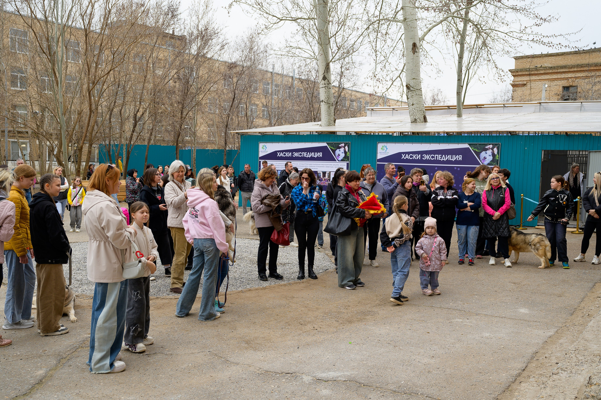 Открытие приюта для собак породы Хаски «Хаски дом»