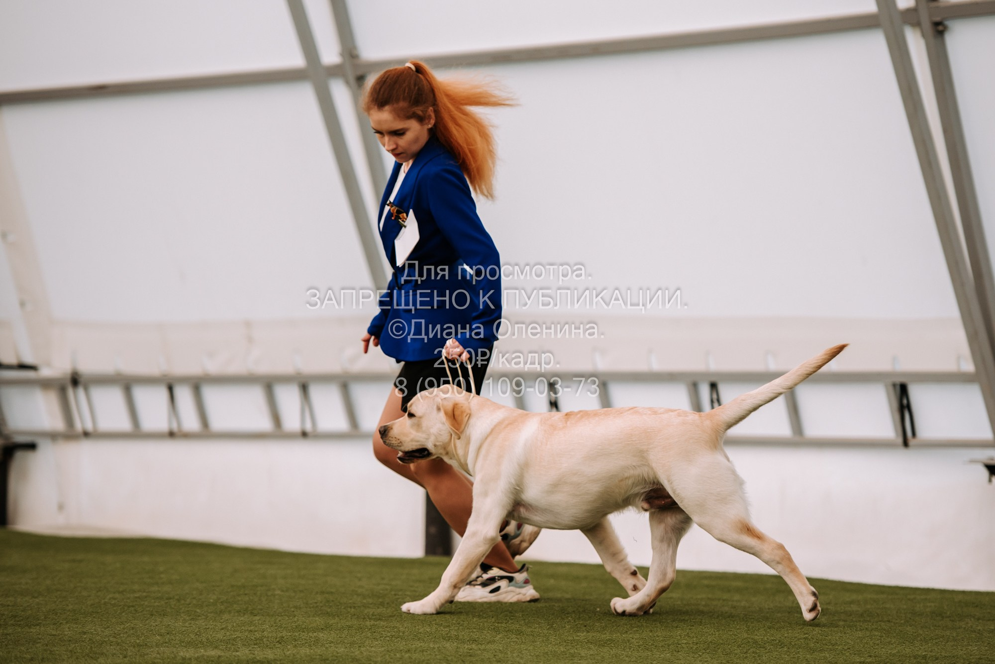 Выставка собак Красноярск 2.06. Фотограф Диана Оленина Красноярск / Братск