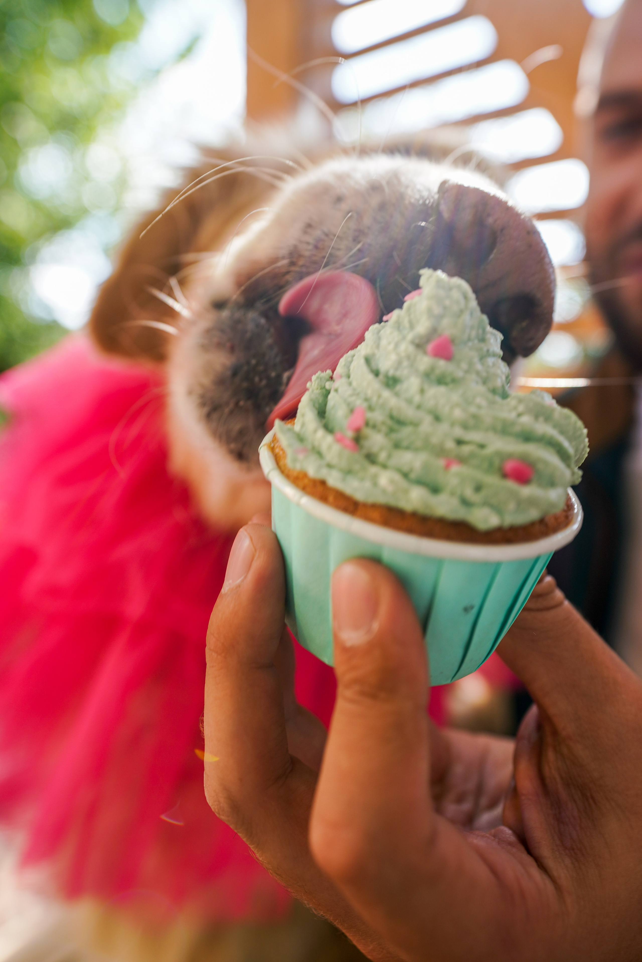 ДР собаки по имени Моррис :). Фотограф Казань