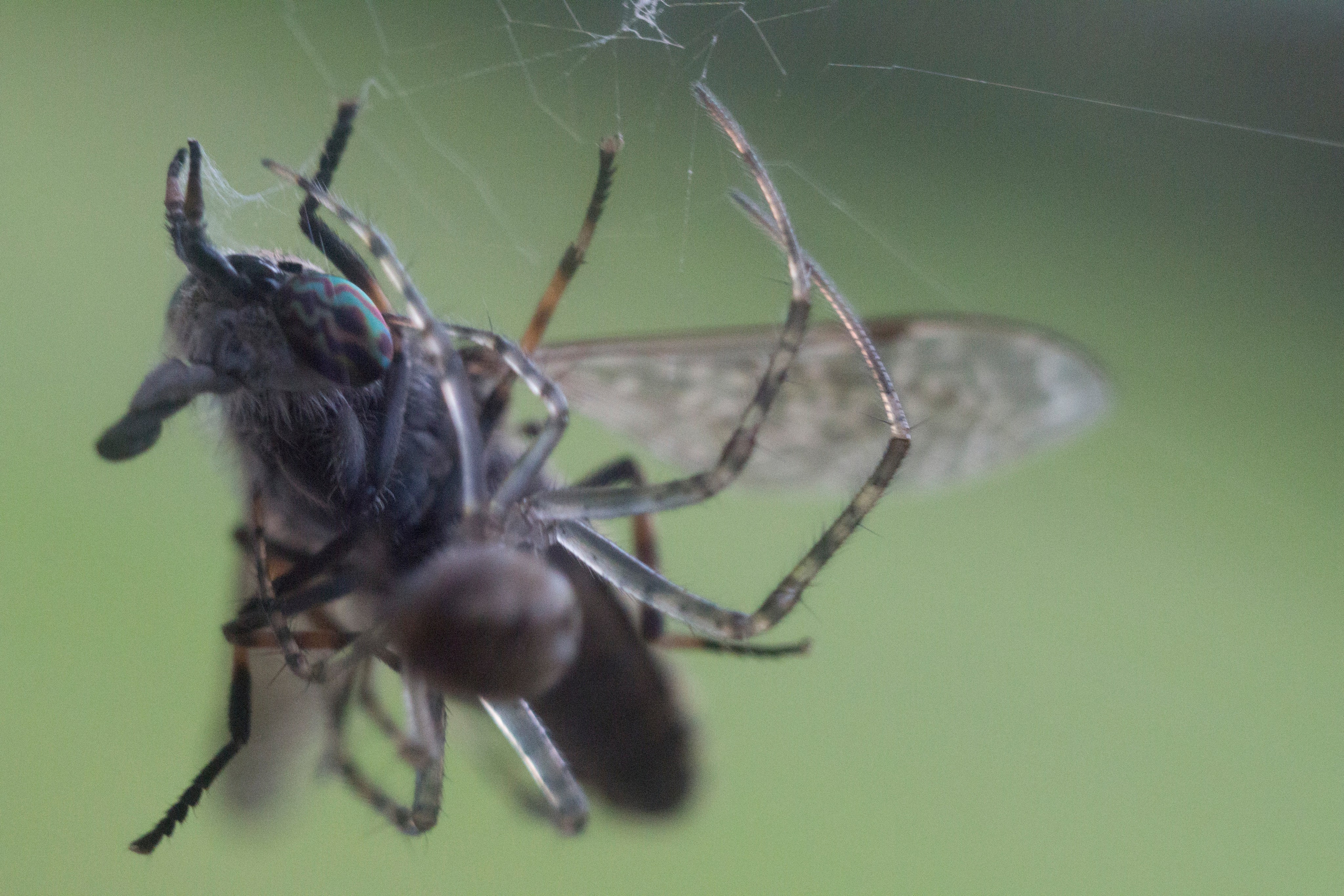 Макро. Фотограф Лагутин Анатолий