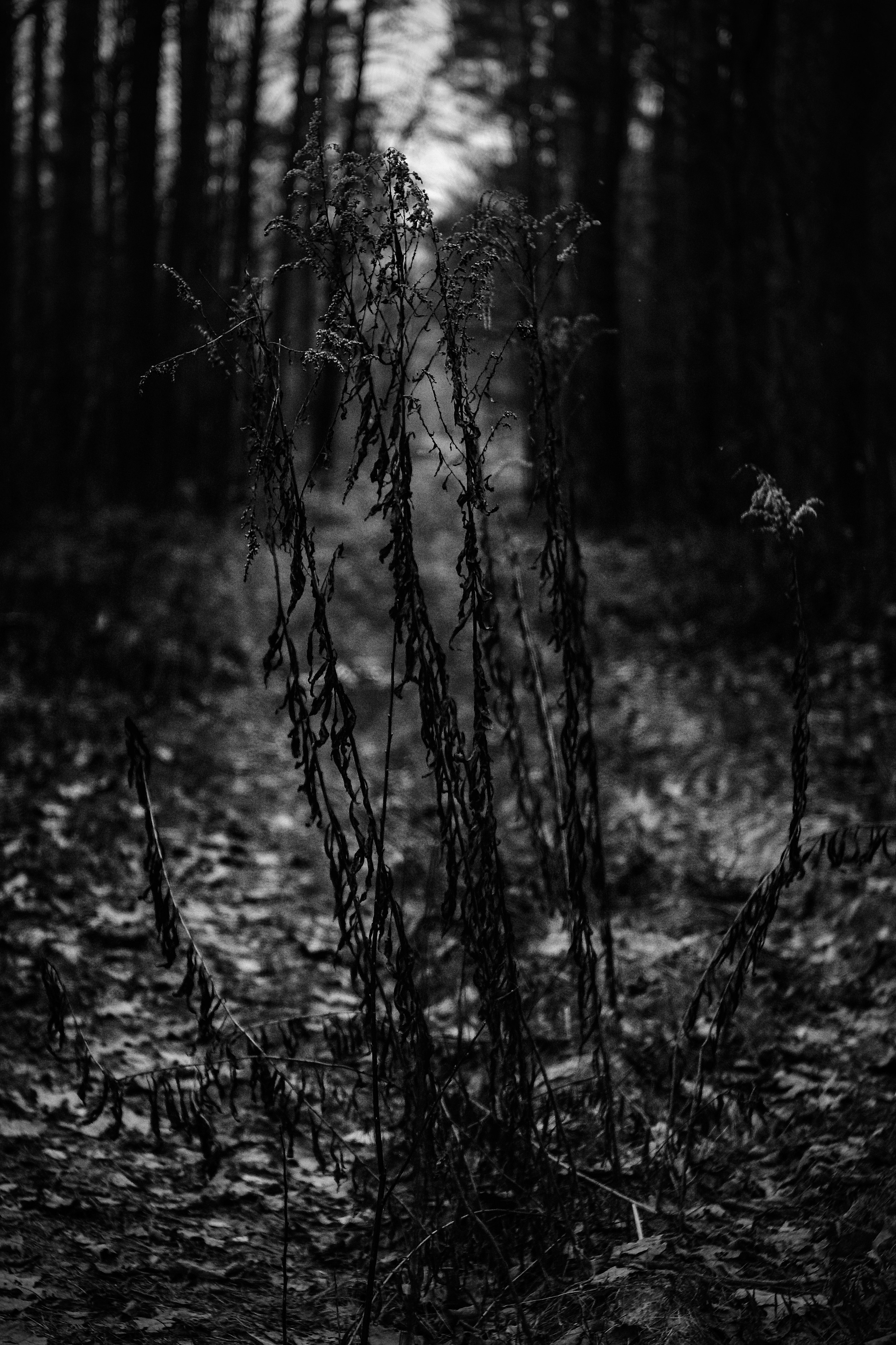 ЧБ  пейзажи (BnW landscape). Фотограф (photographer) Lischinski Vitaliy