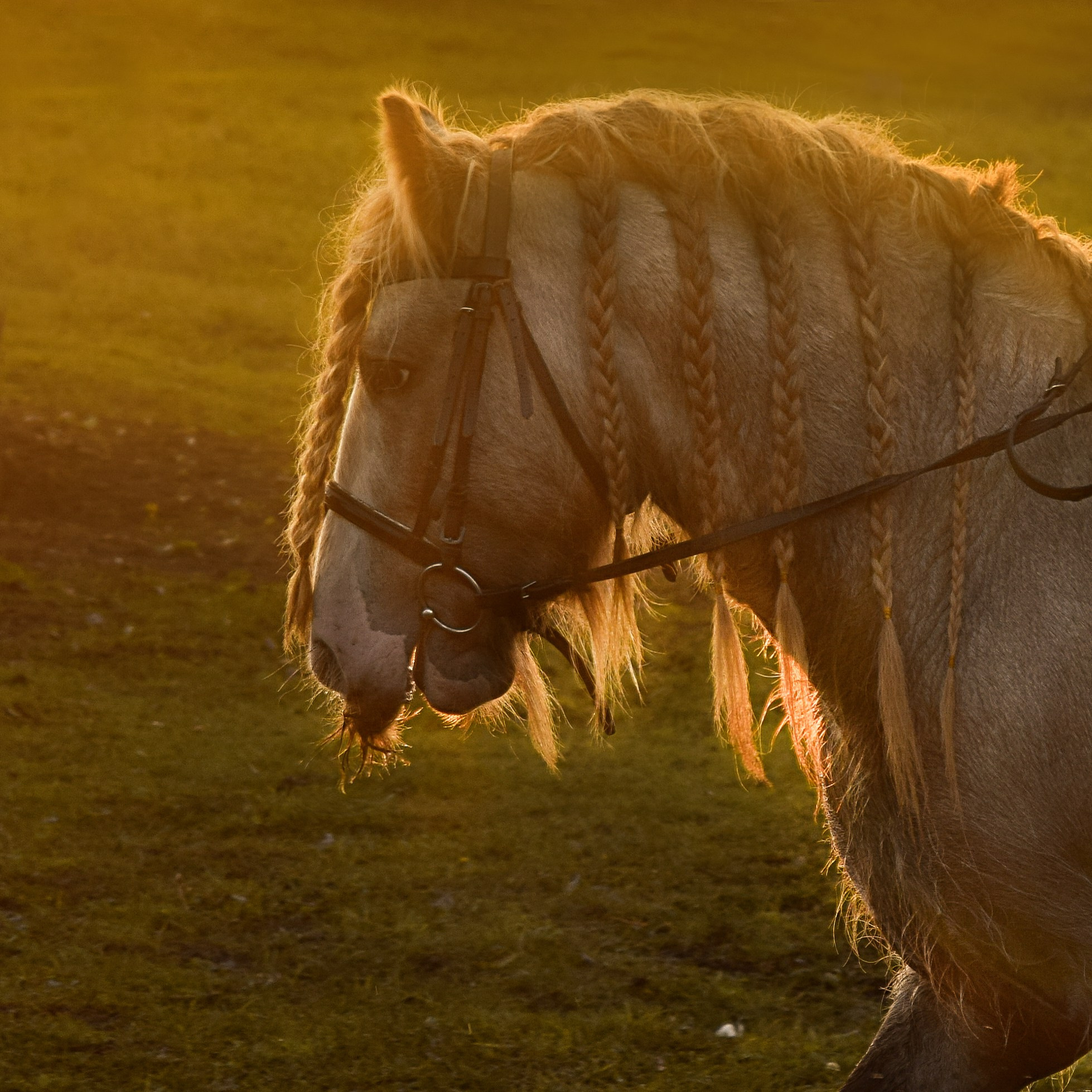 Кудыкина гора. Конный фотограф в Саратове Юлия Иванова