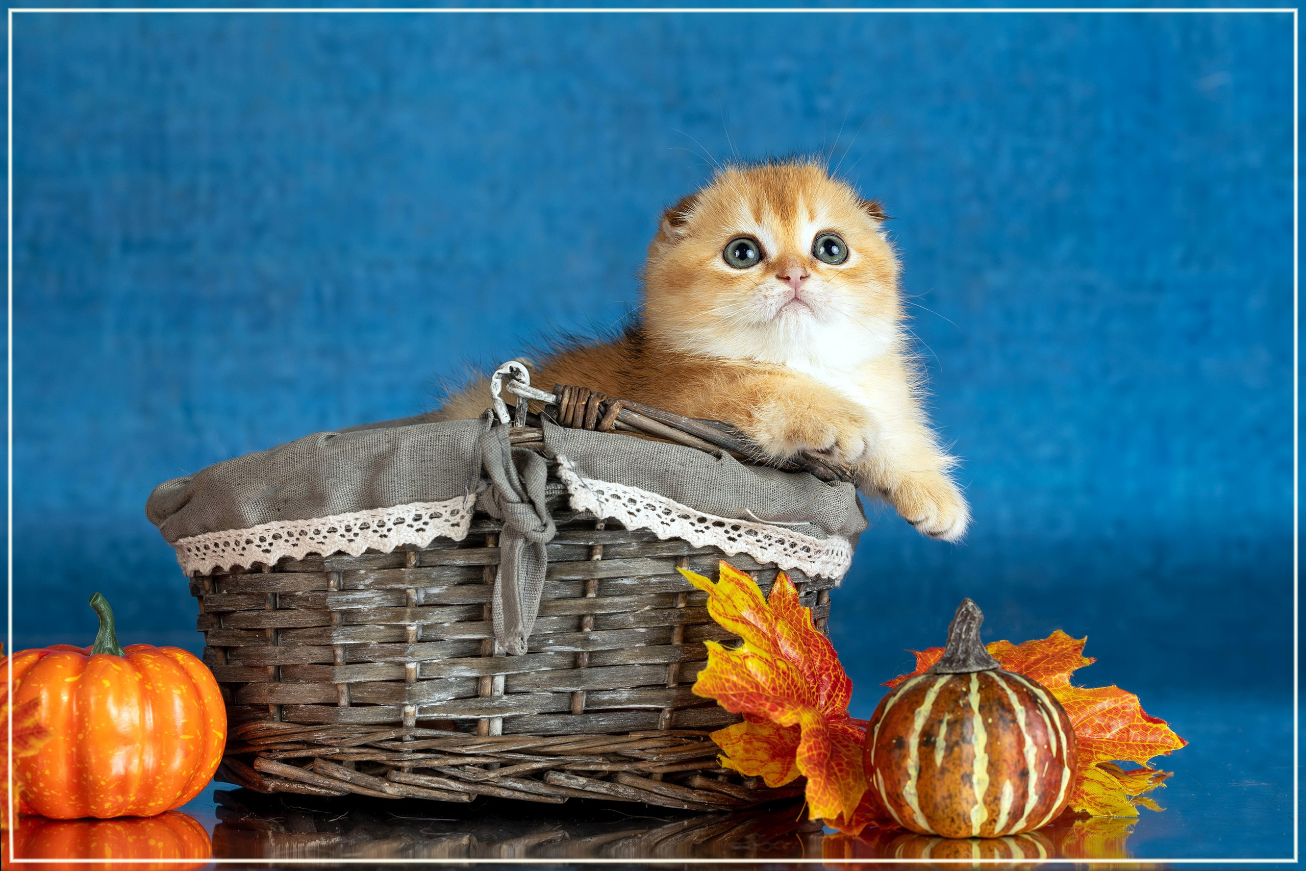 Стендовая съёмка на выставках кошек. Фотограф-анималист в Омске Екатерина Маричева