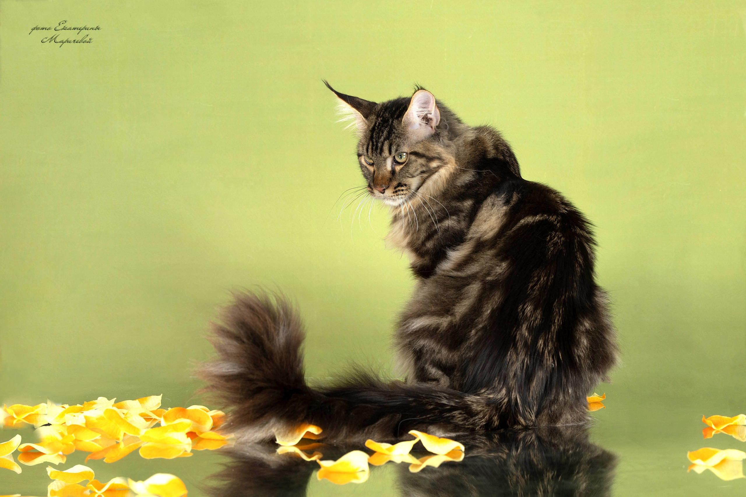 Стендовая съёмка на выставках кошек. Фотограф-анималист в Омске Екатерина Маричева