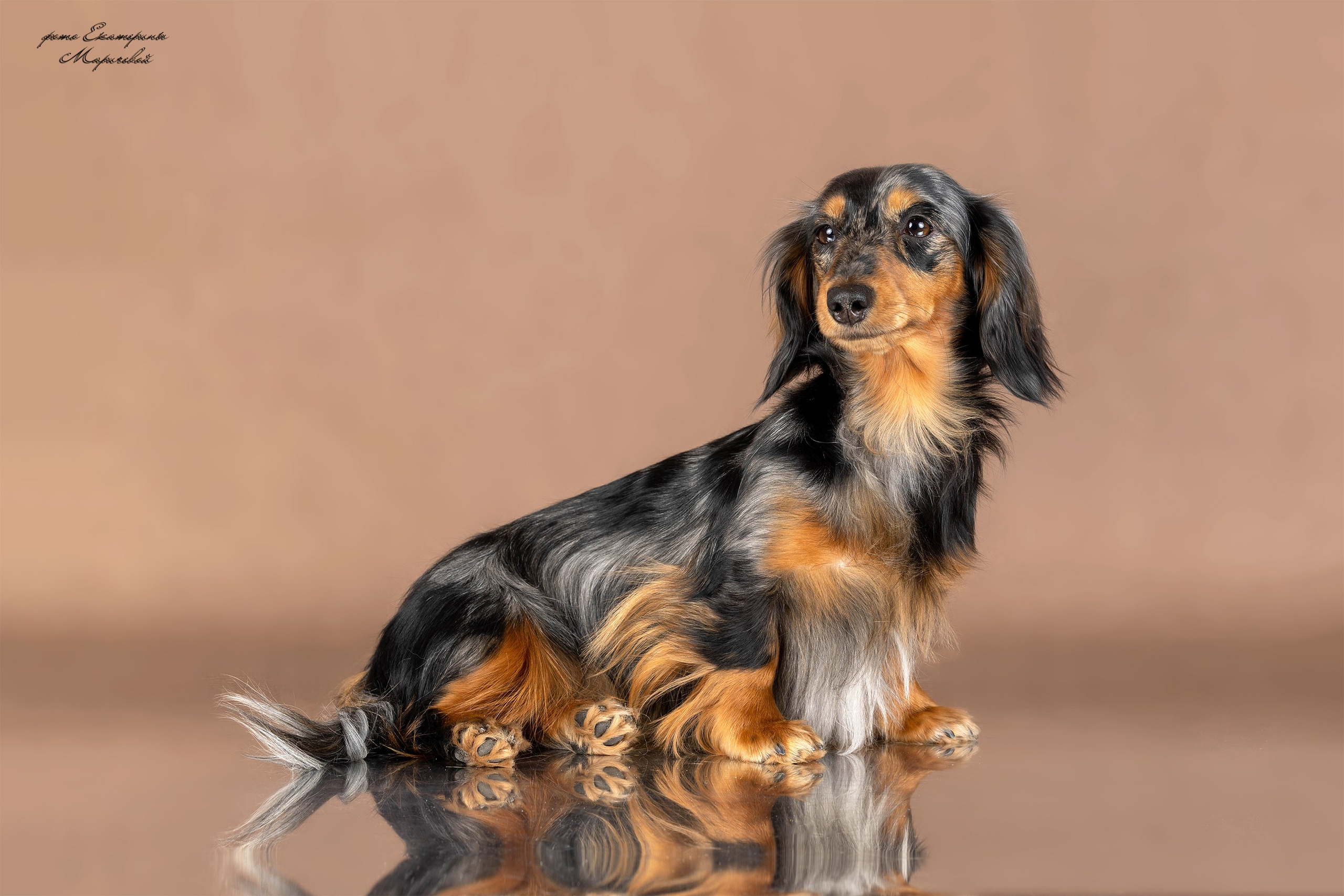 Стендовая съёмка на выставках собак. Фотограф-анималист в Омске Екатерина Маричева