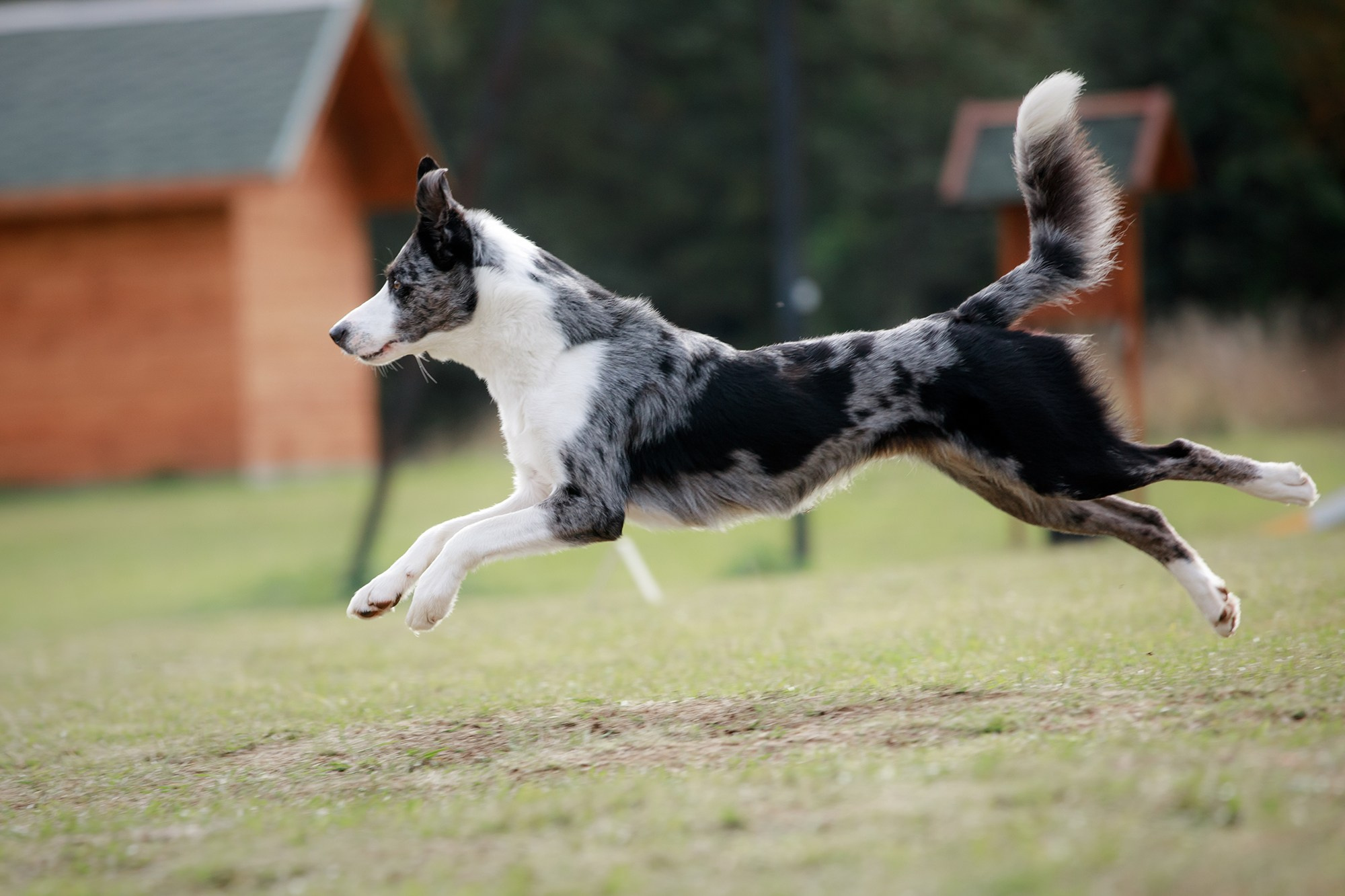 Лагерь по ОБД с Инной Баженовой. Фотограф-анималист Mary Mart — Москва, Питер