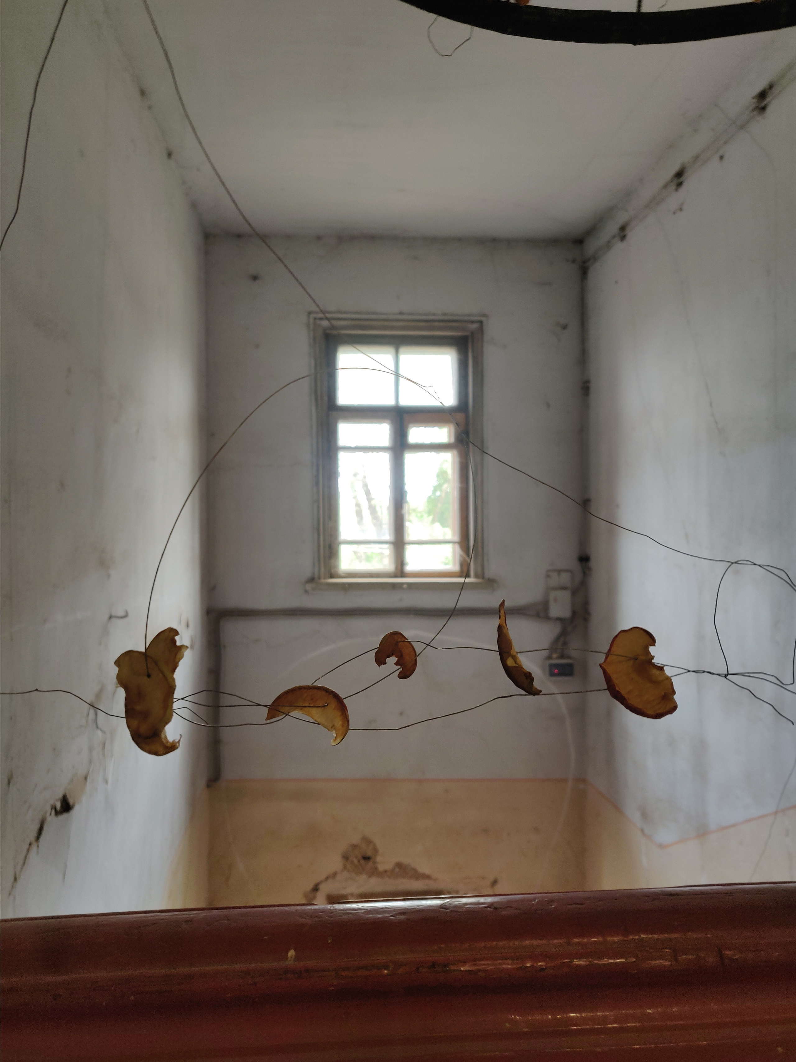 Паутина, паук и упоминание о яблоневом саде. Ekaterina Vasilyeva photographer