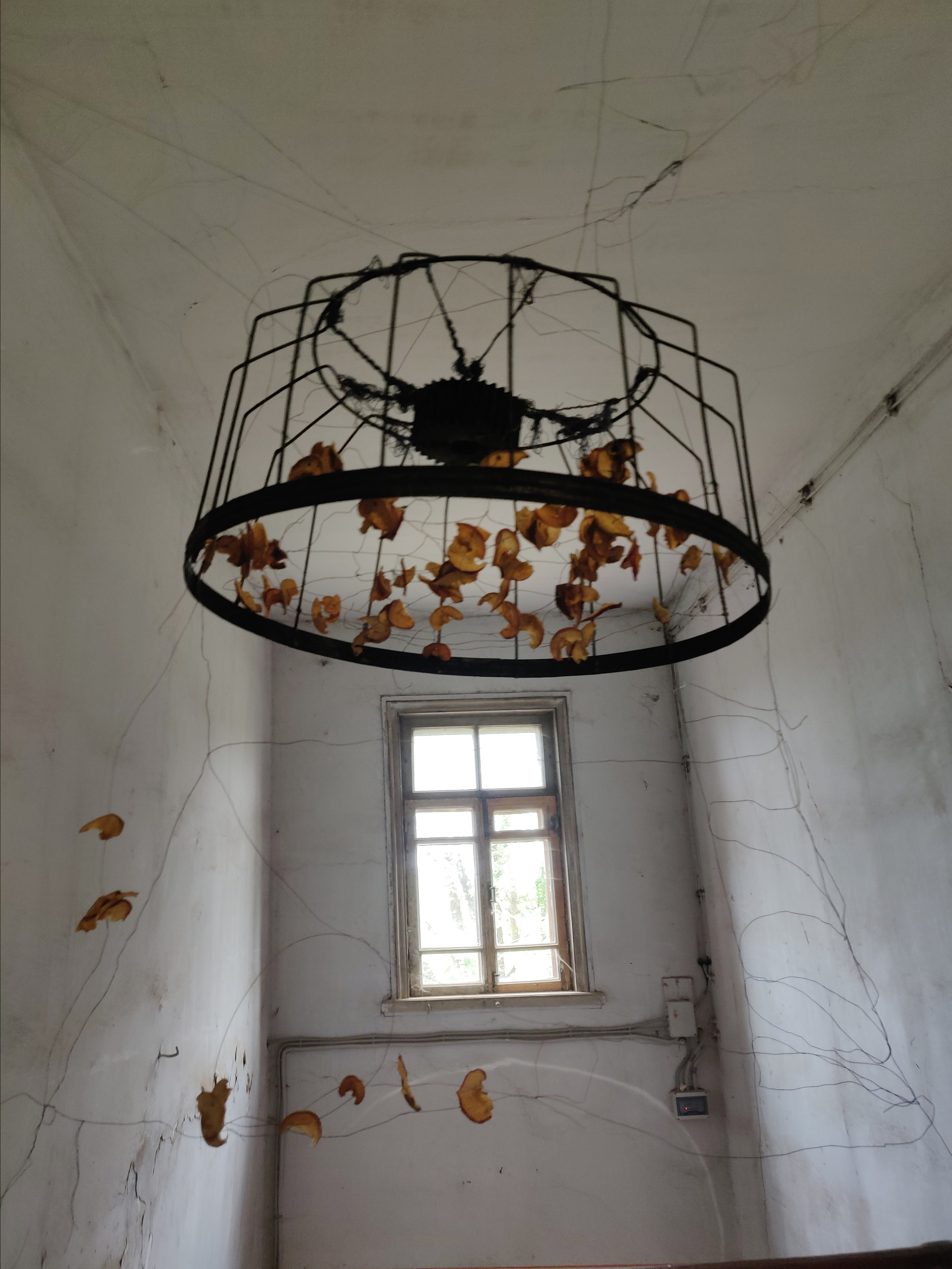 Паутина, паук и упоминание о яблоневом саде. Ekaterina Vasilyeva photographer