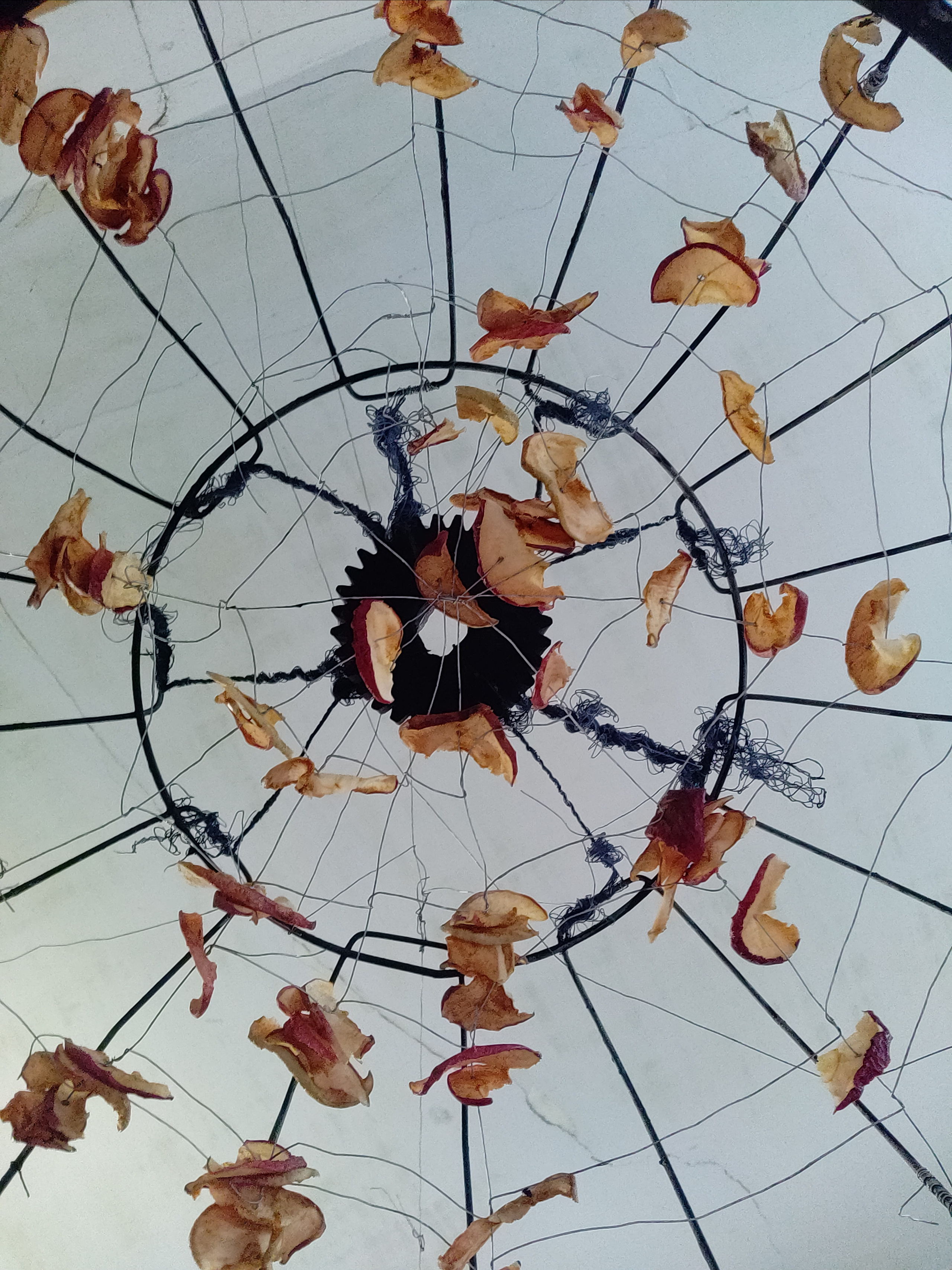 Паутина, паук и упоминание о яблоневом саде. Ekaterina Vasilyeva photographer