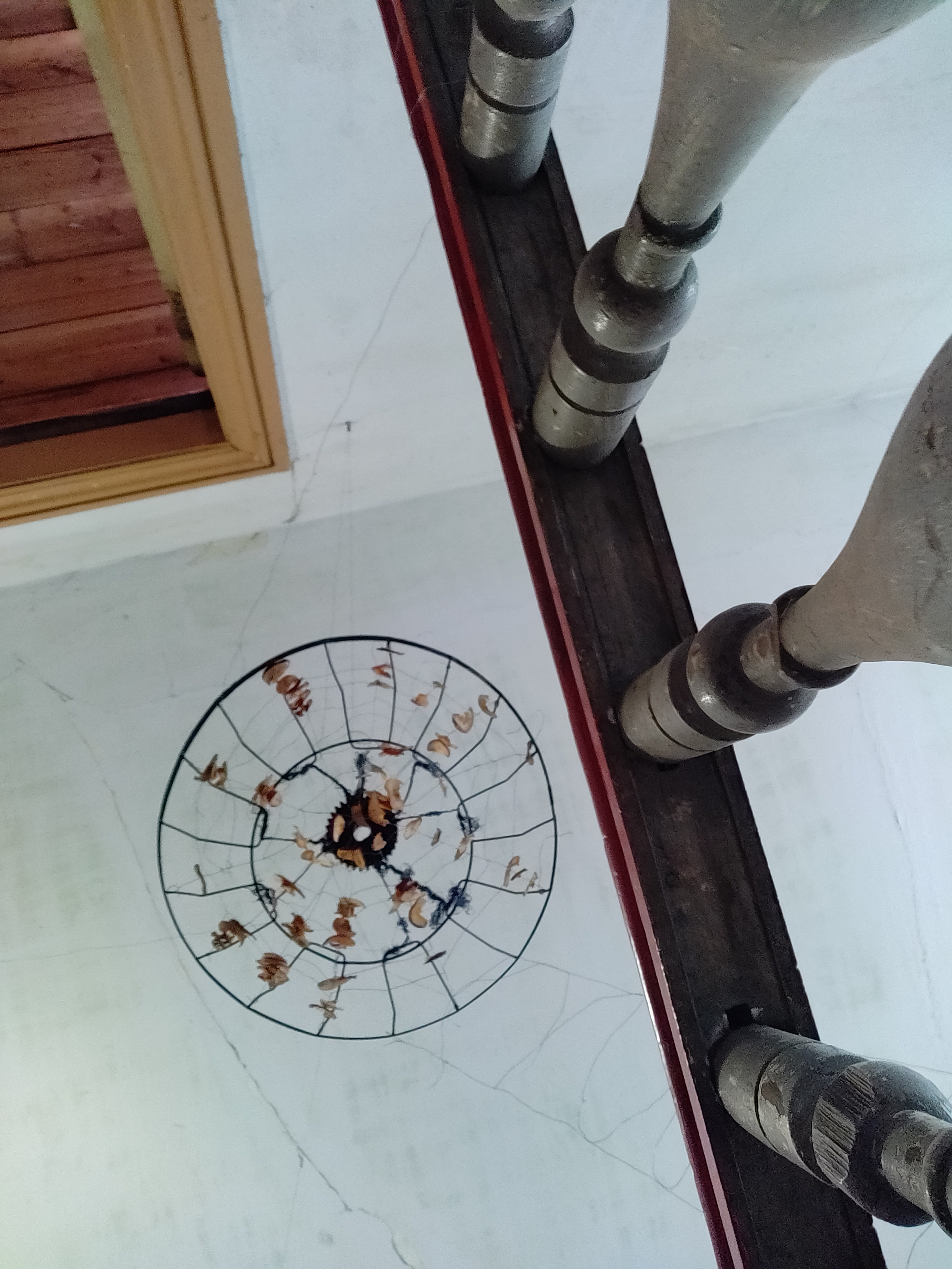 Паутина, паук и упоминание о яблоневом саде. Ekaterina Vasilyeva photographer