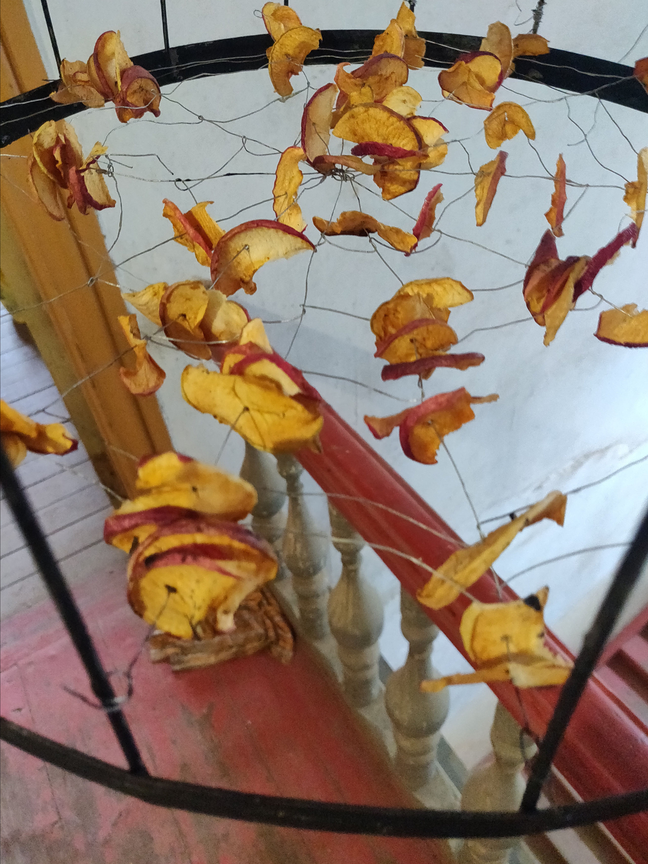 Паутина, паук и упоминание о яблоневом саде. Ekaterina Vasilyeva photographer