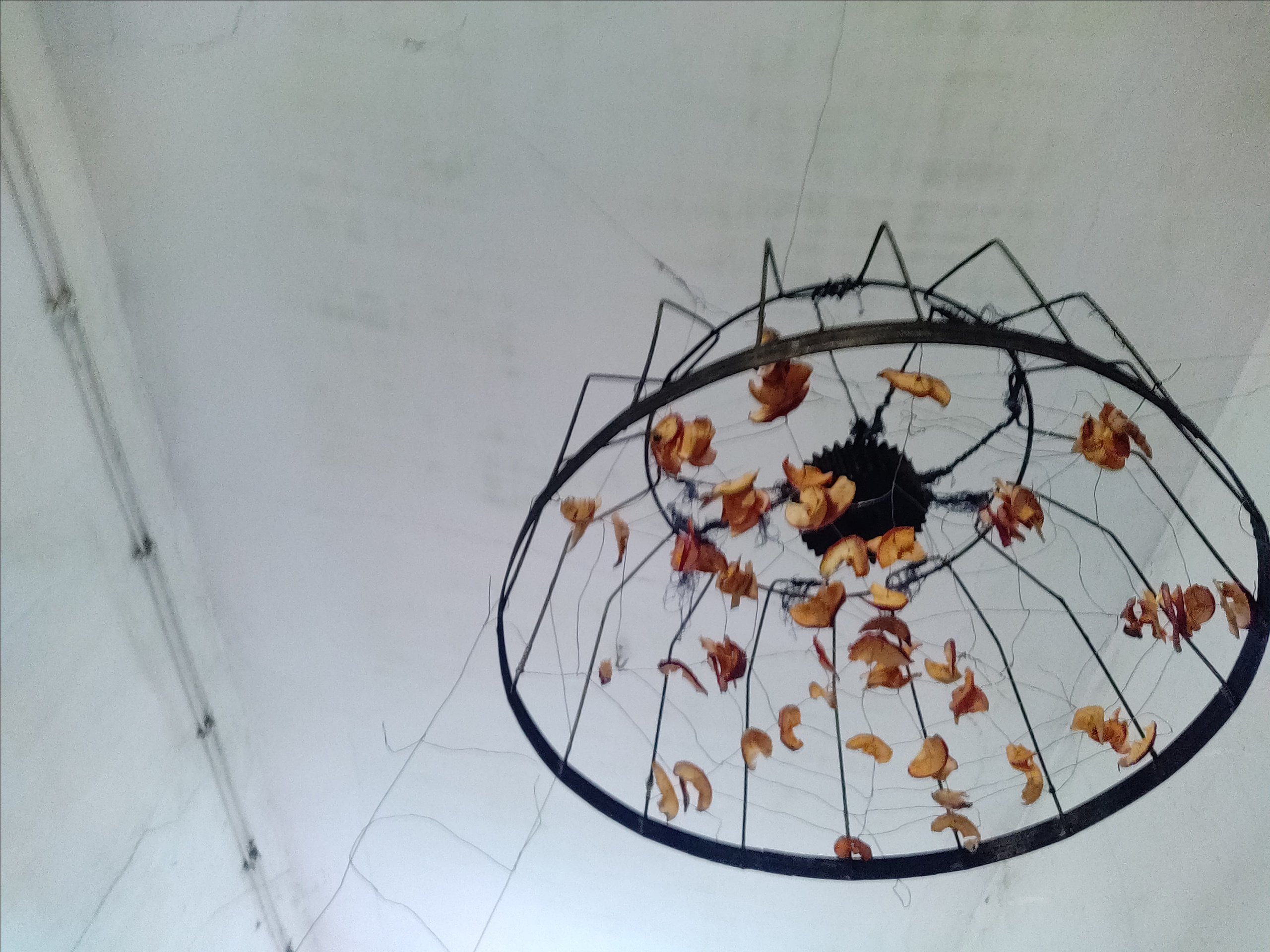 Паутина, паук и упоминание о яблоневом саде. Ekaterina Vasilyeva photographer