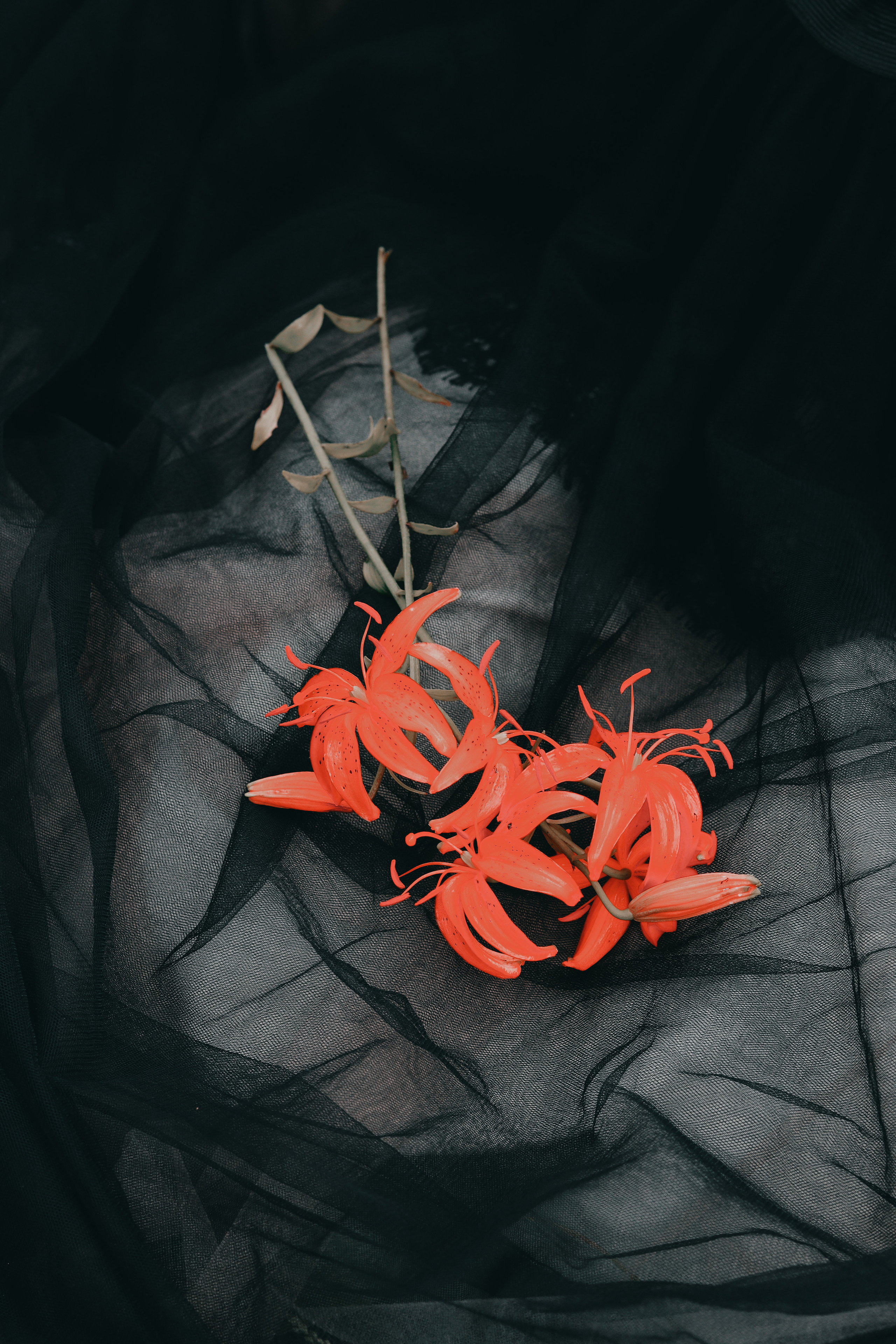 Алиса в стране чудес. 