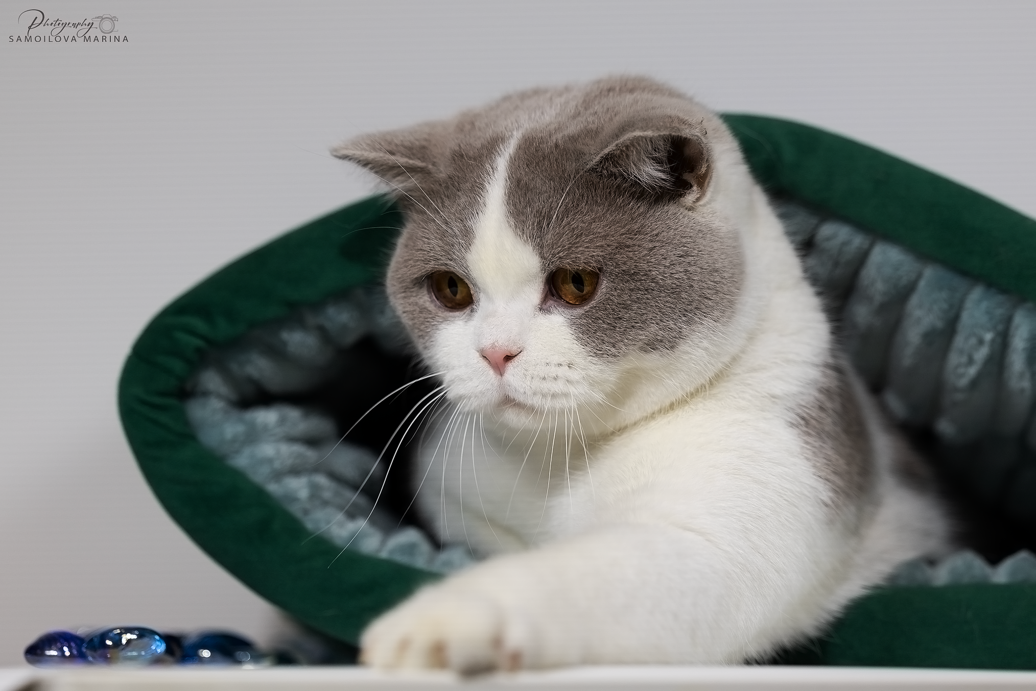 Кошки. Фотограф-анималист в Москве и МО Самойлова Марина