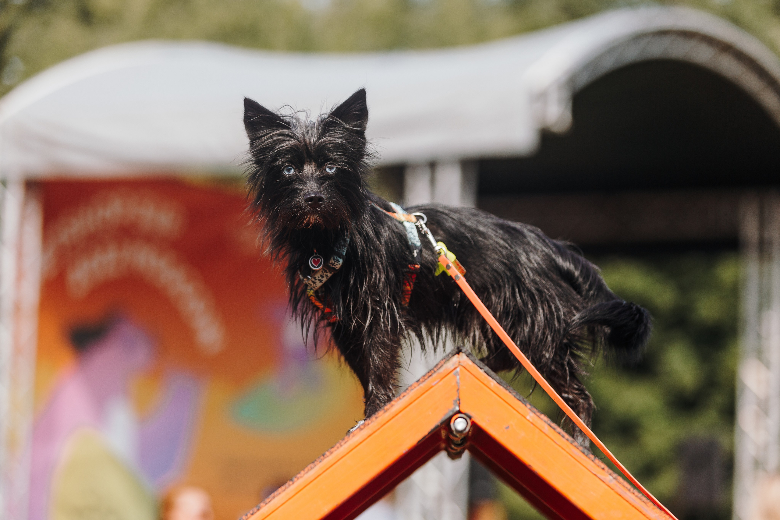 Petshop Sup day. Фотограф анималист Кристина Карпова, Москва
