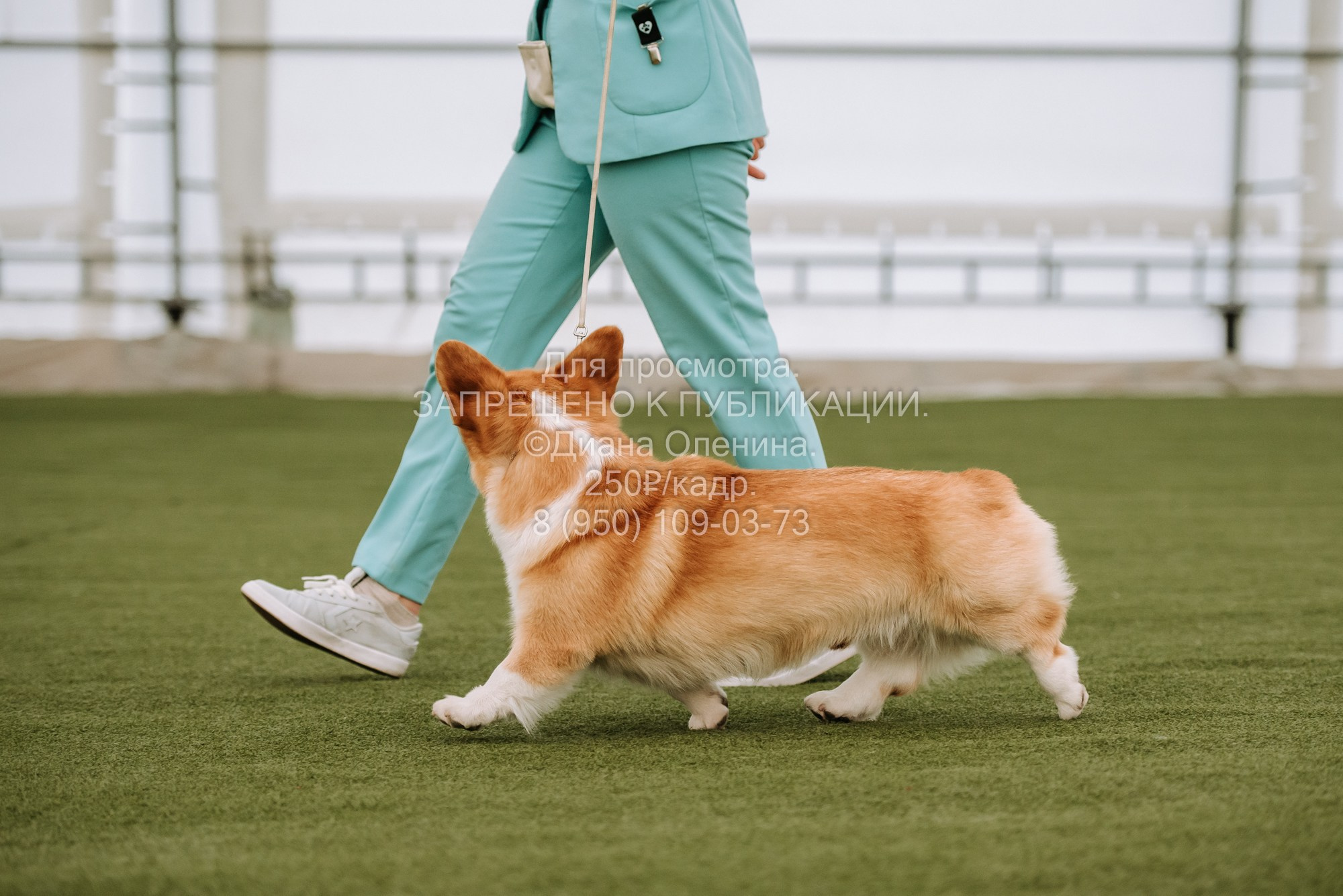 Выставка собак Красноярск 2.06. Фотограф Диана Оленина Красноярск / Братск