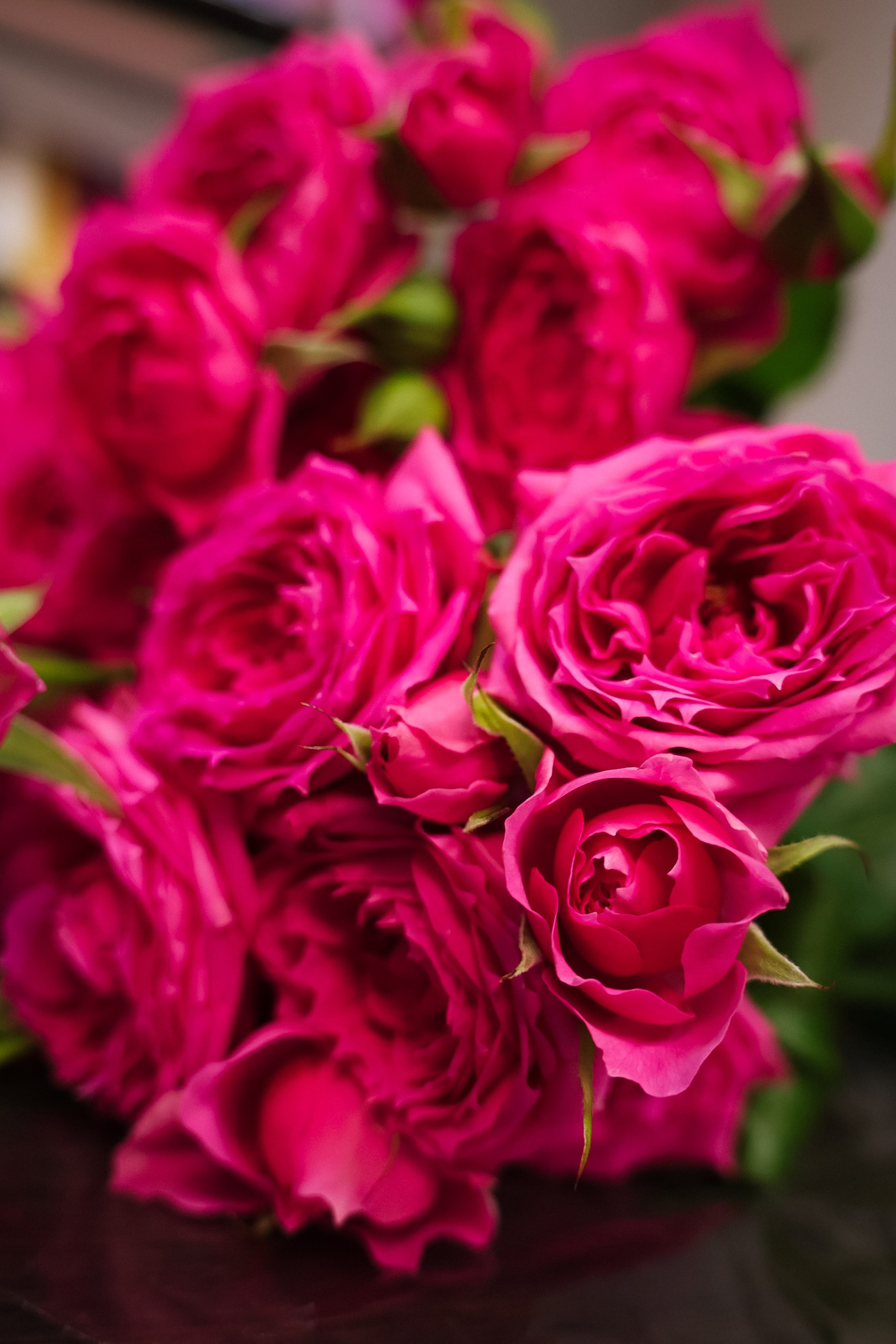 кустовые розы розовые, крупный план