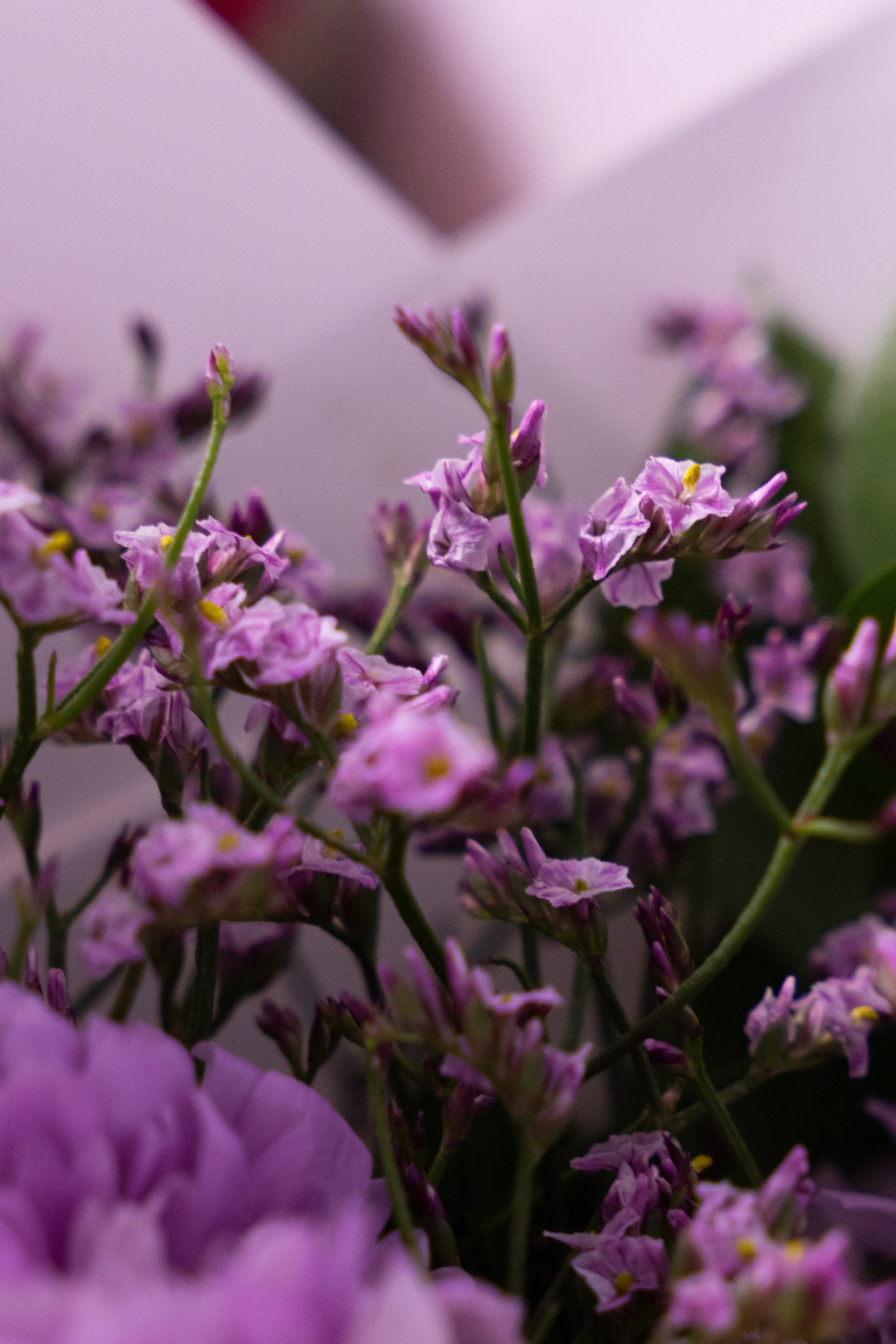 букет, макросъемка